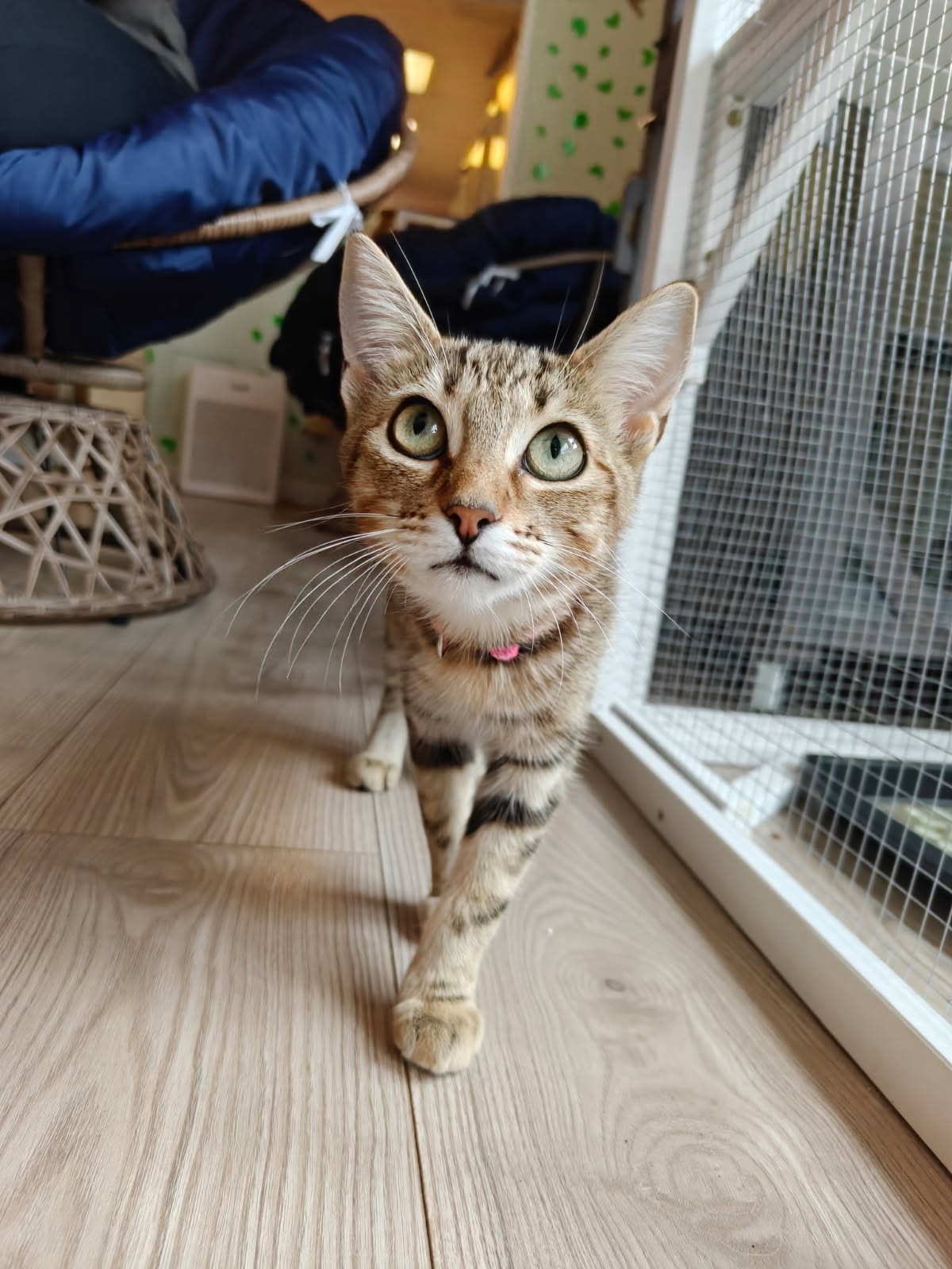 Ruby - female teen kitten, Tabby