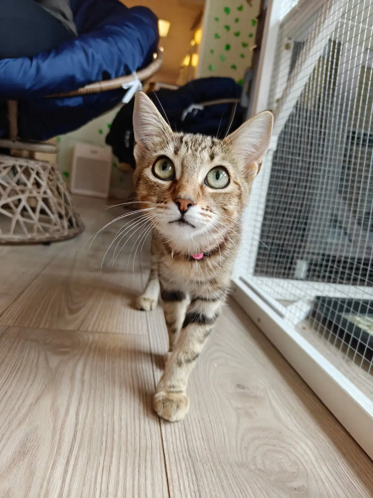 Ruby - Female Teen Kitten - Tabby