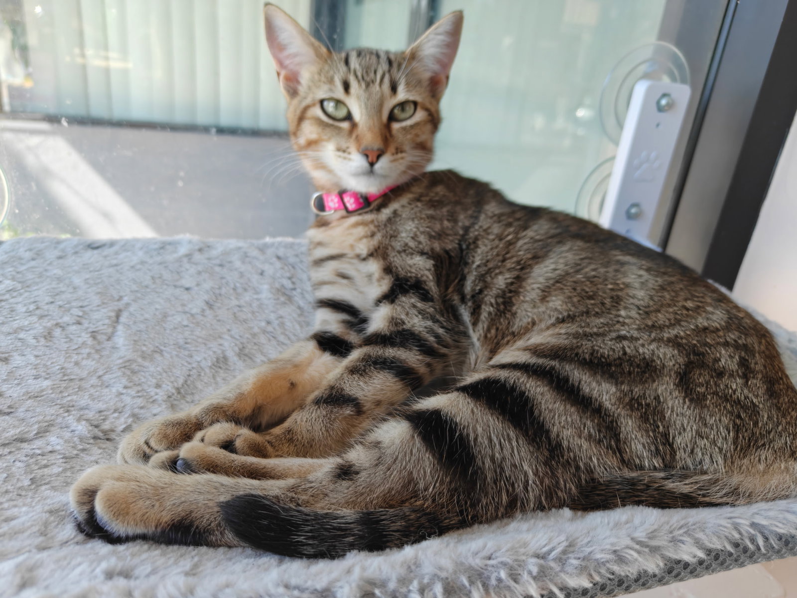 Ruby - female teen kitten, photo 3