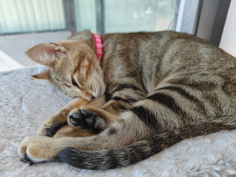 Ruby, photo 2