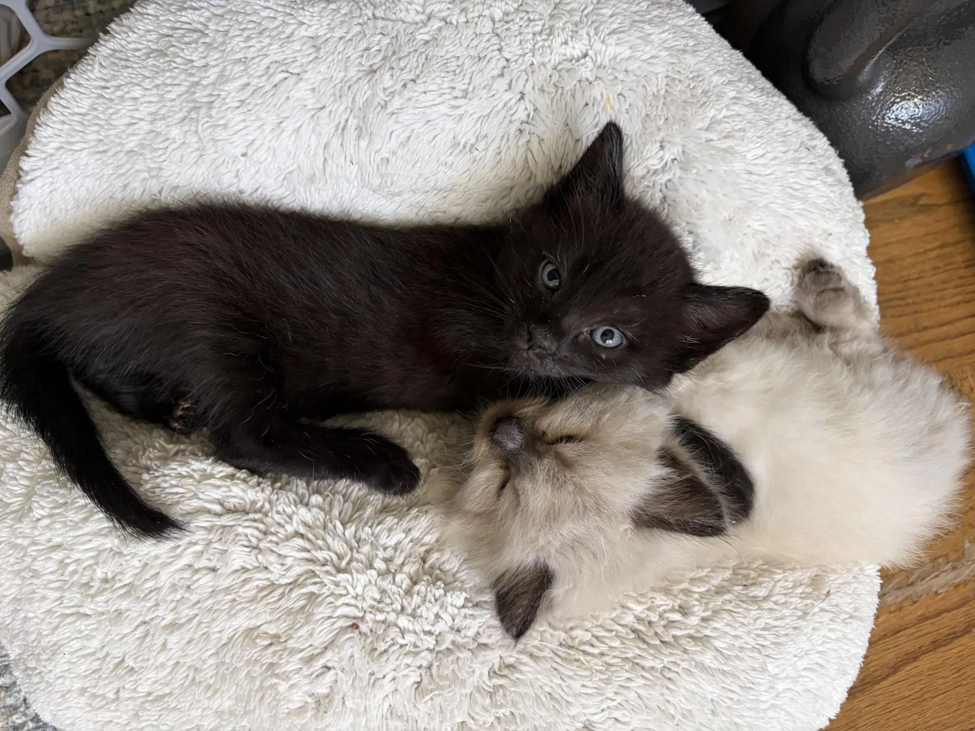Grogu  Toro - Bonded Kitten Brothers image 4