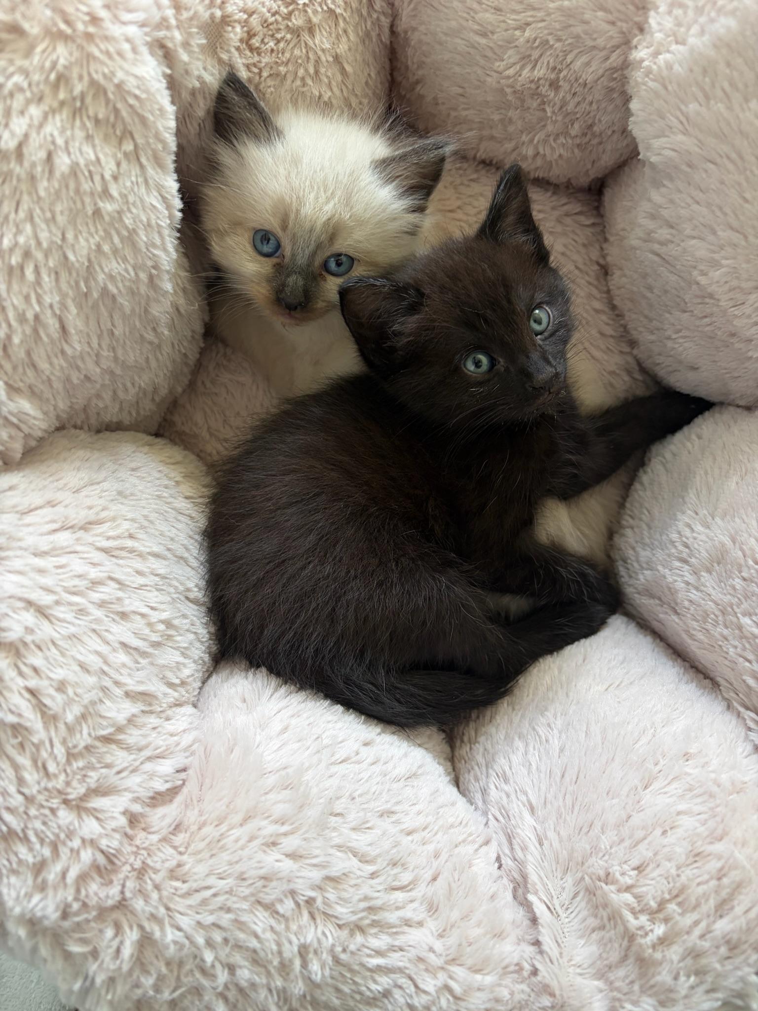 Grogu  Toro - Bonded Kitten Brothers