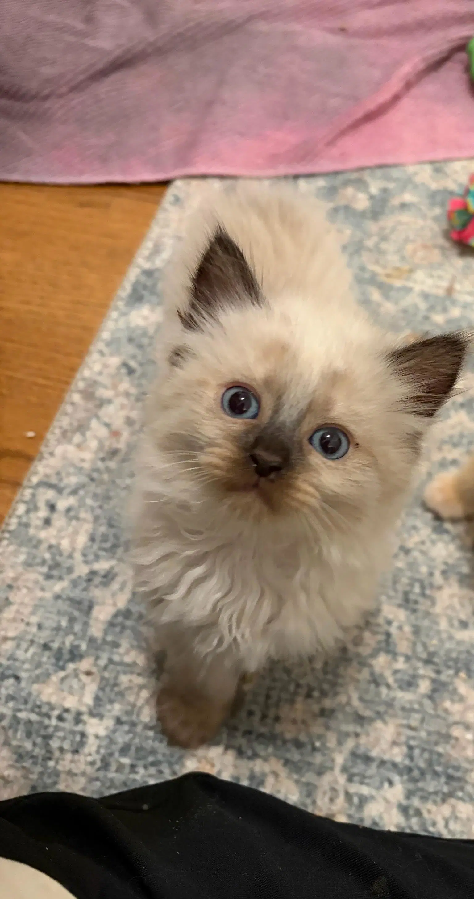 Grogu  Toro - Bonded Kitten Brothers image 2