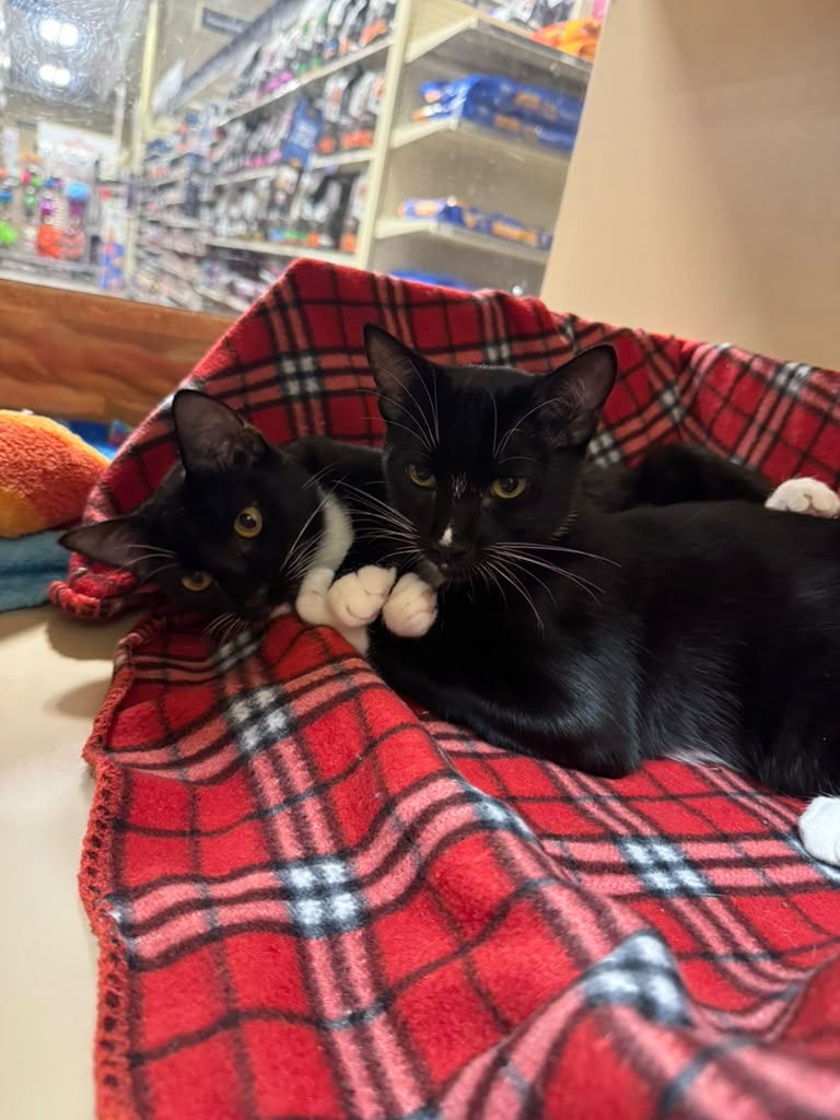 Dinho & Mia - bonded sibling kittens