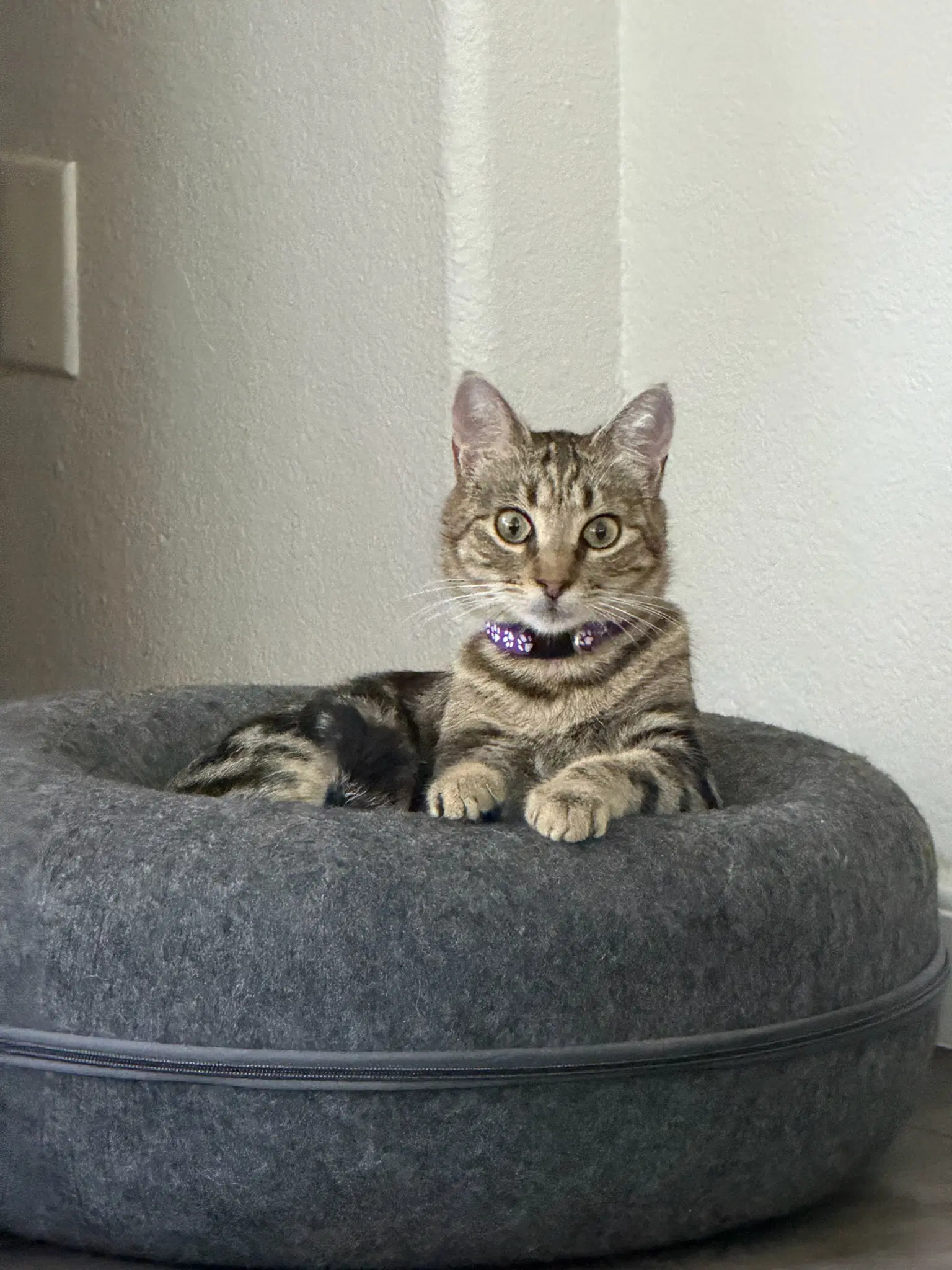 Pipa - Female Teen Kitten - Tabby