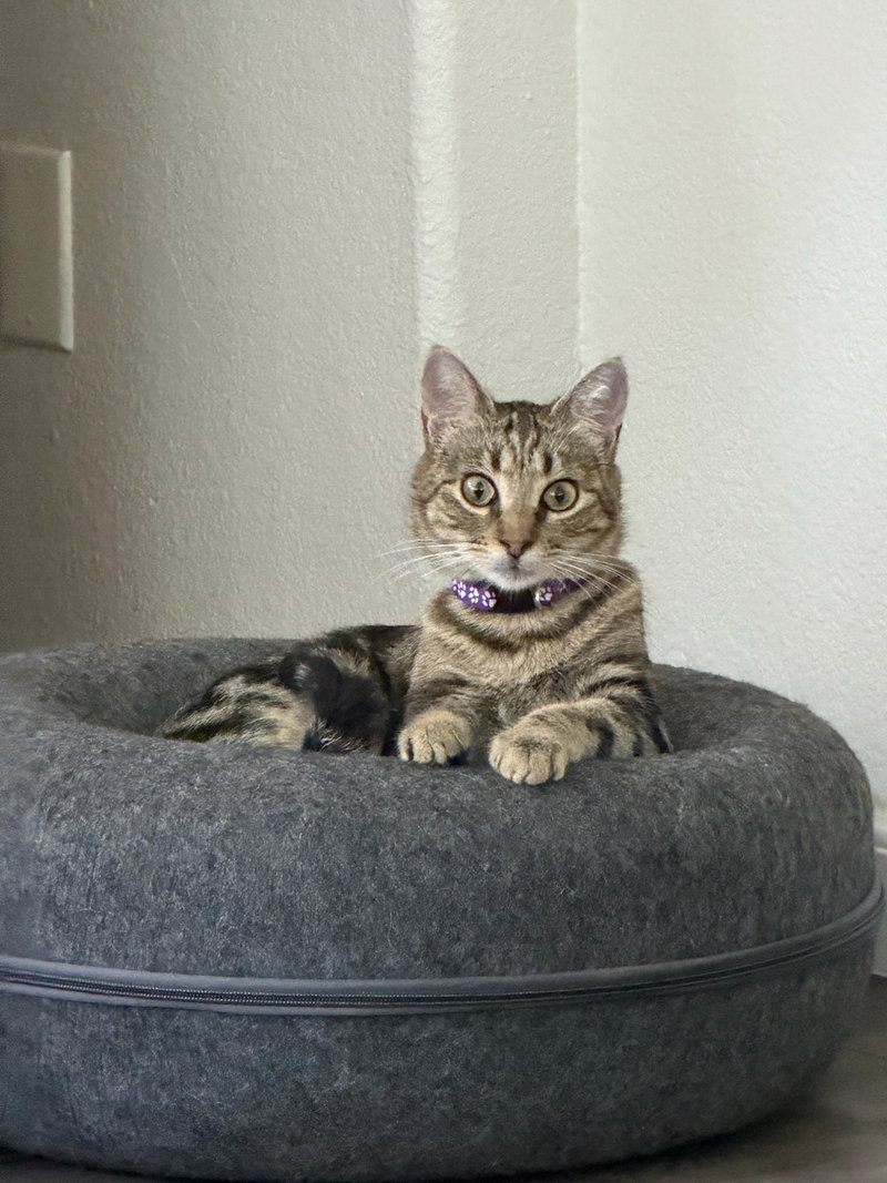 Pipa, a young female Tabby cat up for adoption