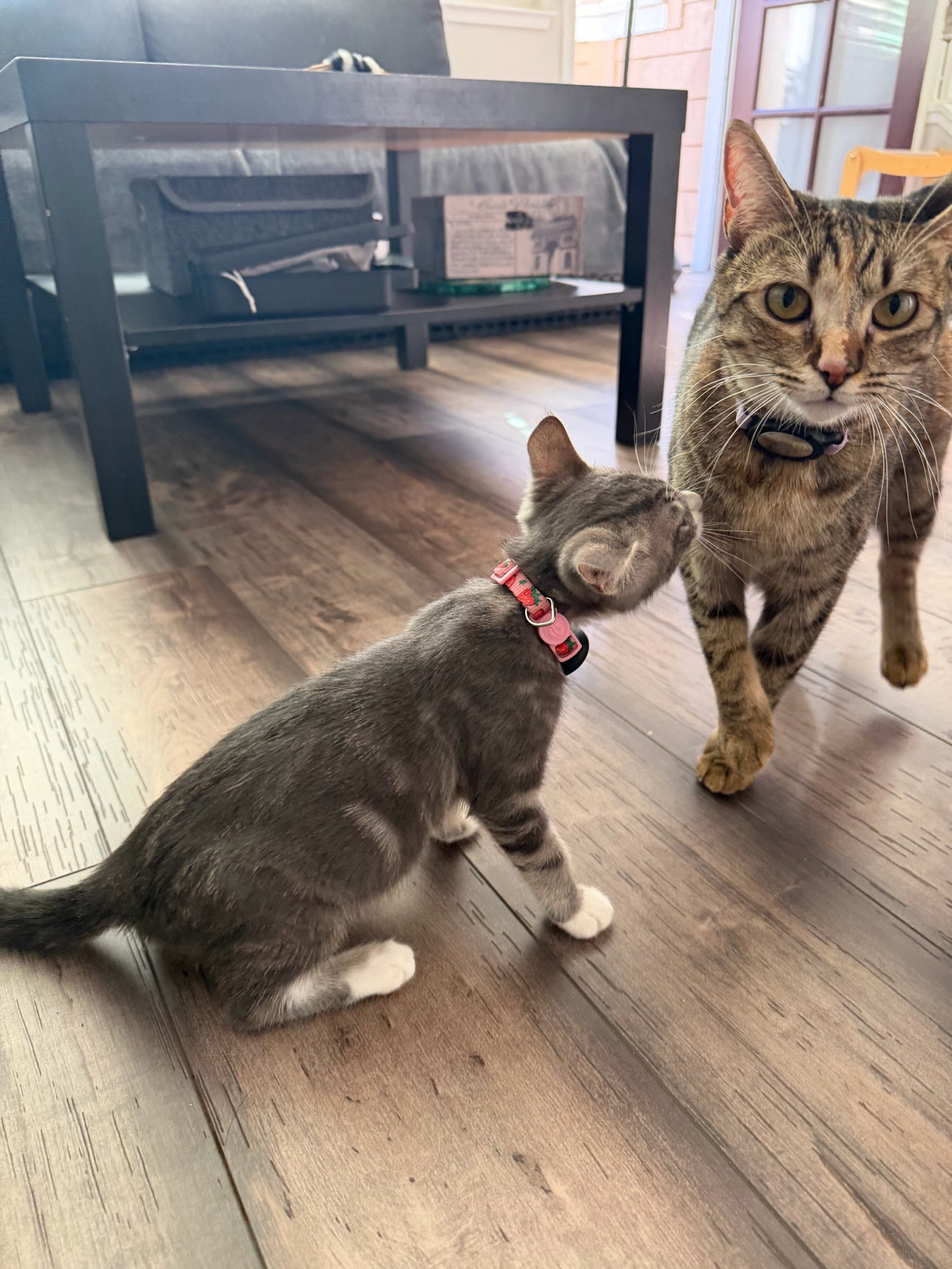 Pipa - female teen kitten, photo 2