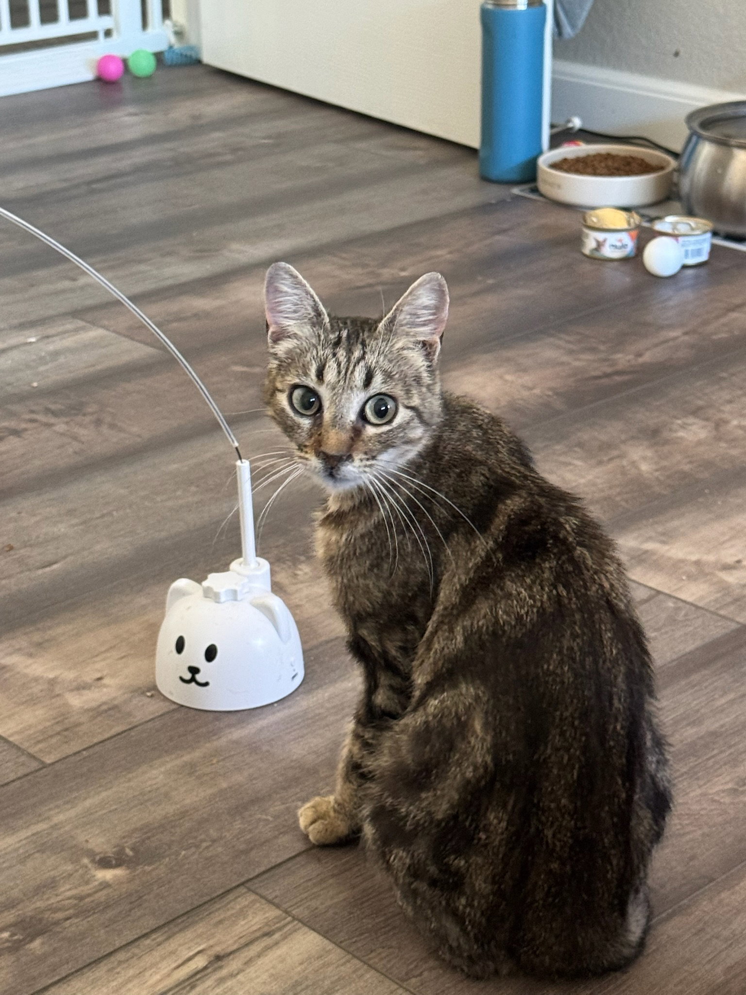 Pipa - female teen kitten, photo 3
