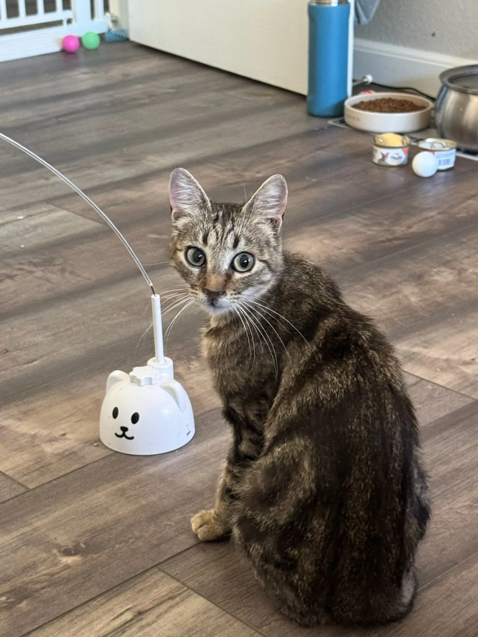 Pipa - Female Teen Kitten image 3