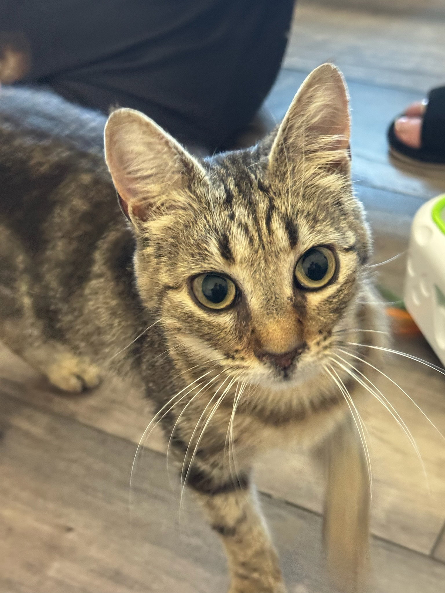 Pipa - female teen kitten, photo 5