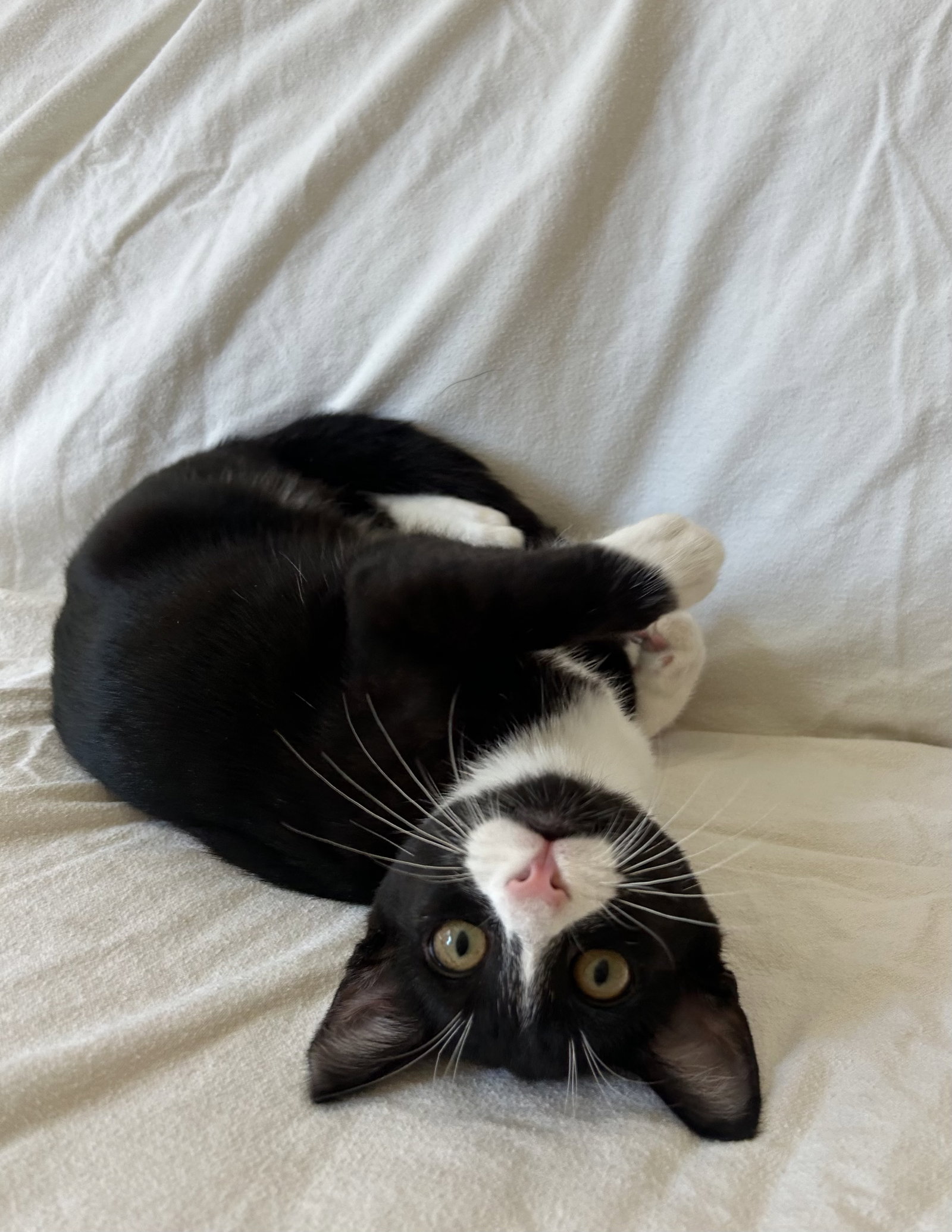 Mickey - male teen kitten, photo 4