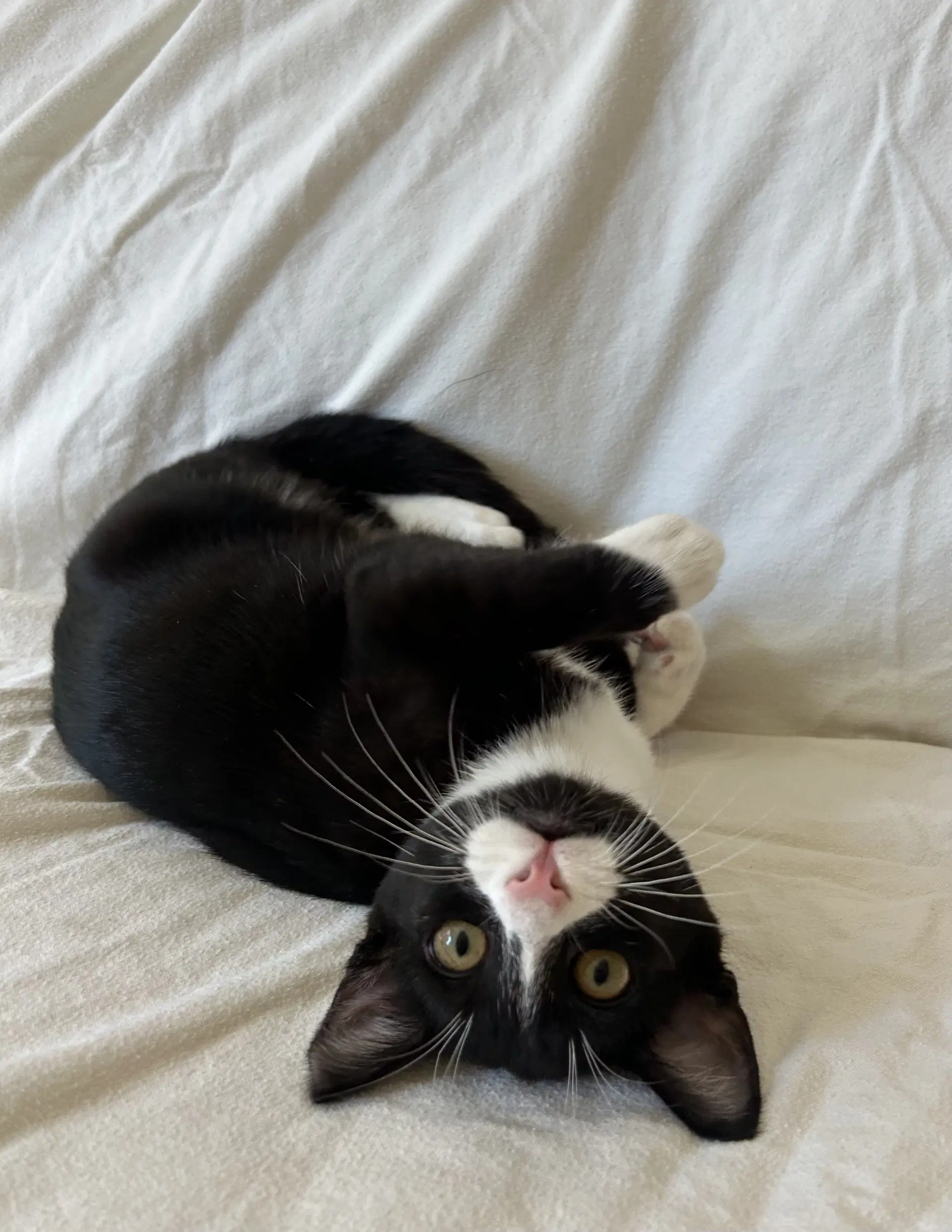 Mickey - Male Teen Kitten image 4