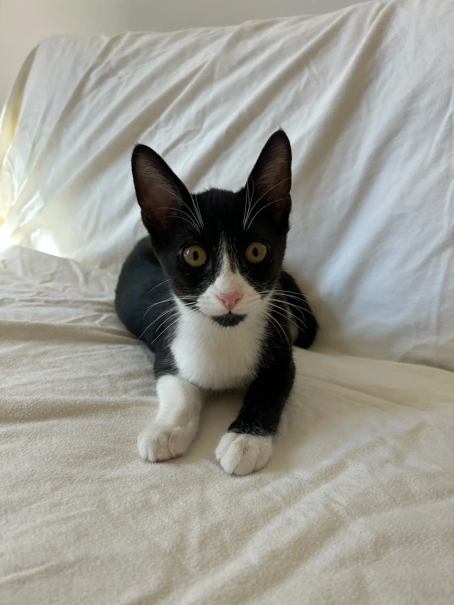 Mickey - Male Teen Kitten image 2