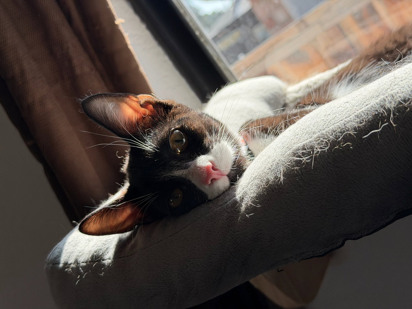 Mickey - male teen kitten, photo 7
