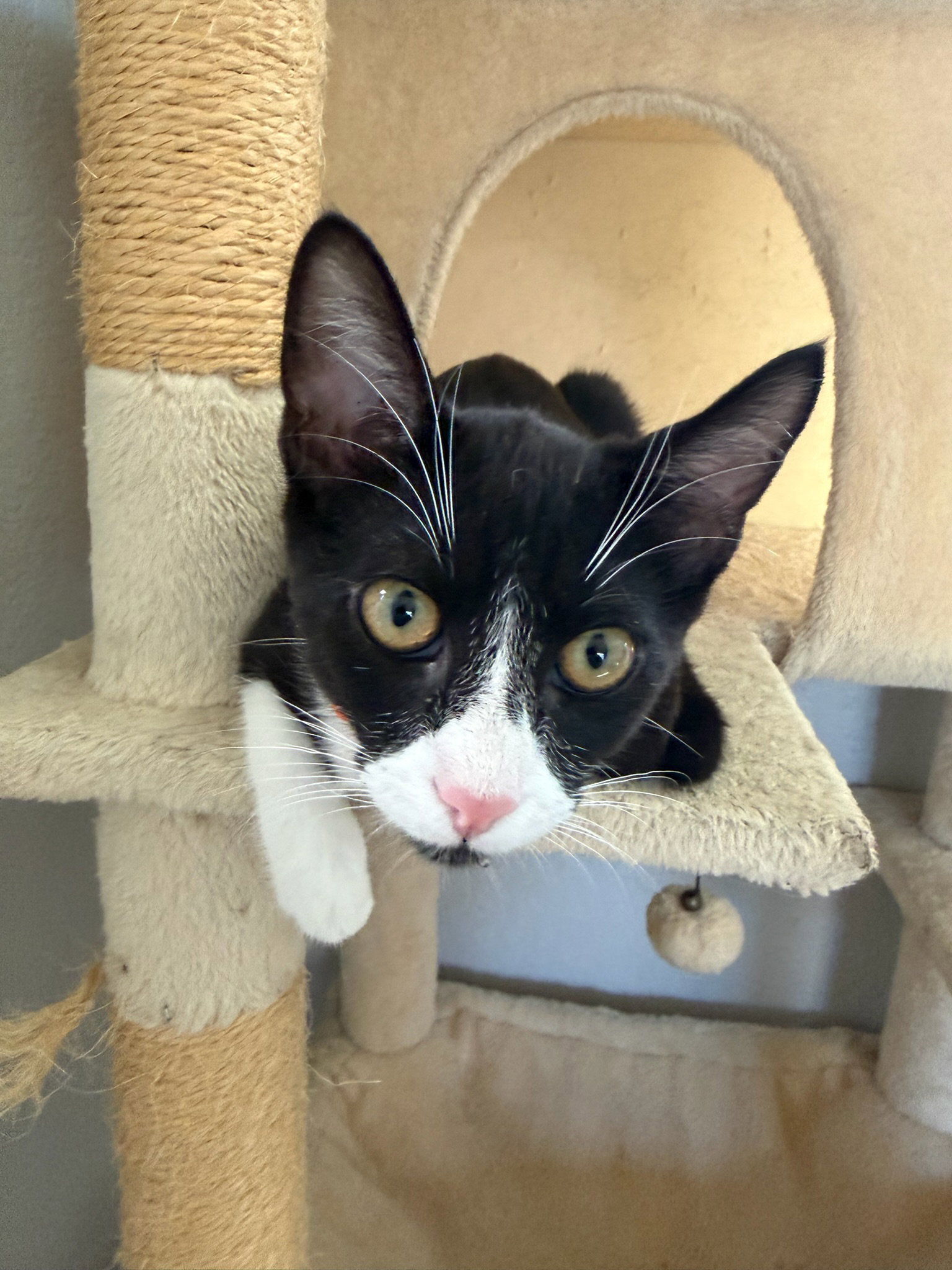 Mickey - male teen kitten, photo 3