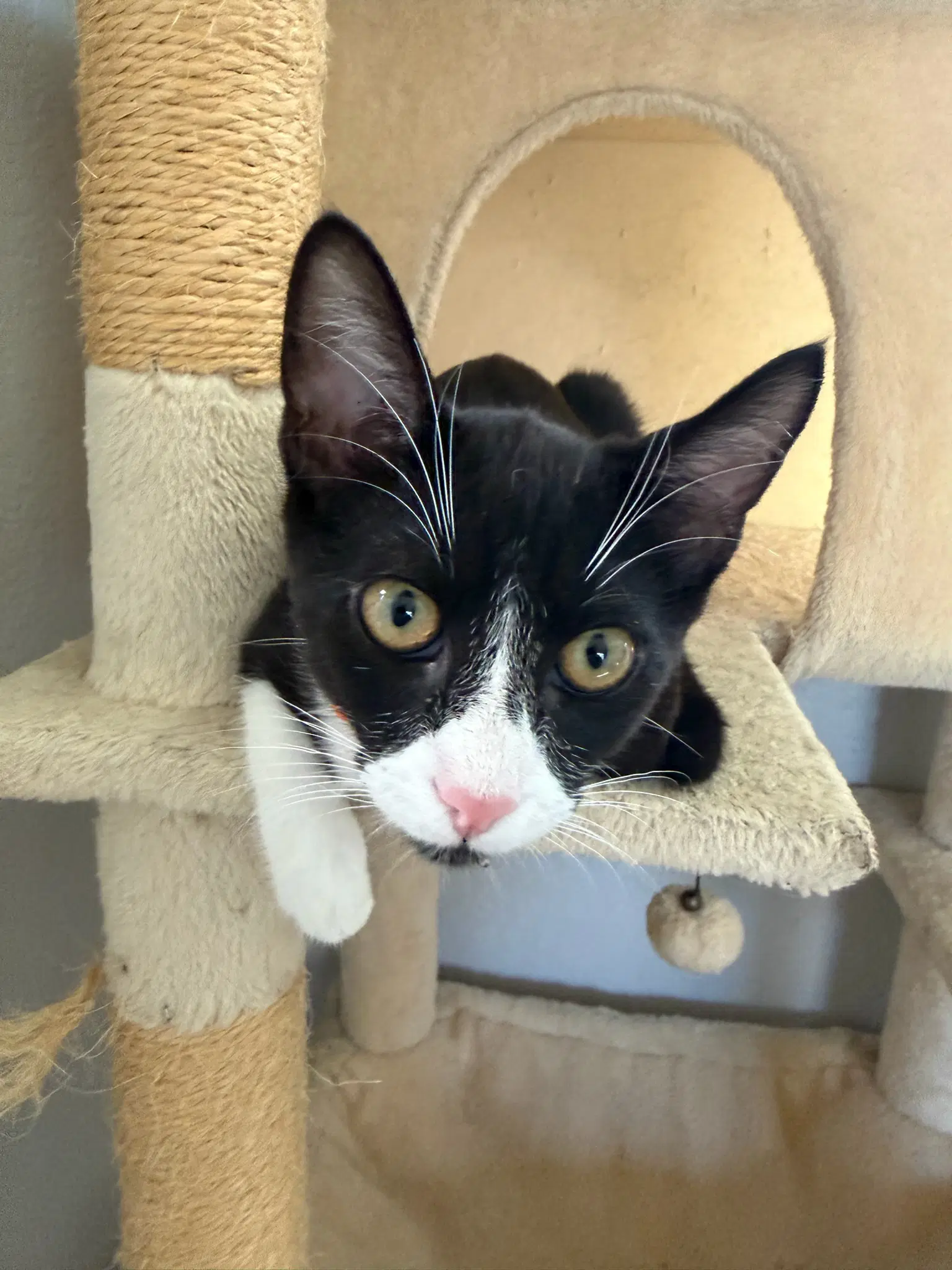 Mickey - Male Teen Kitten image 3
