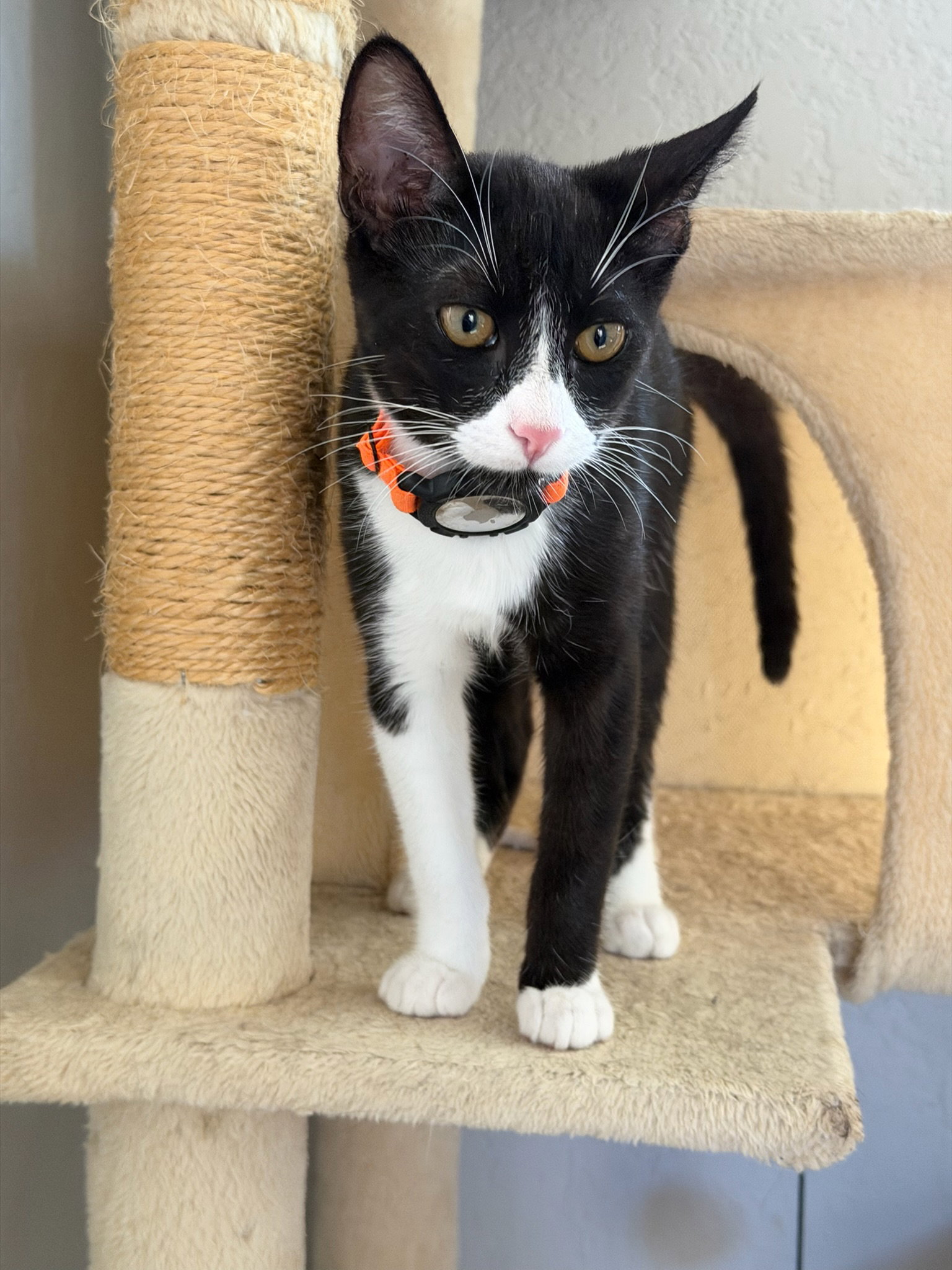 Mickey - male teen kitten