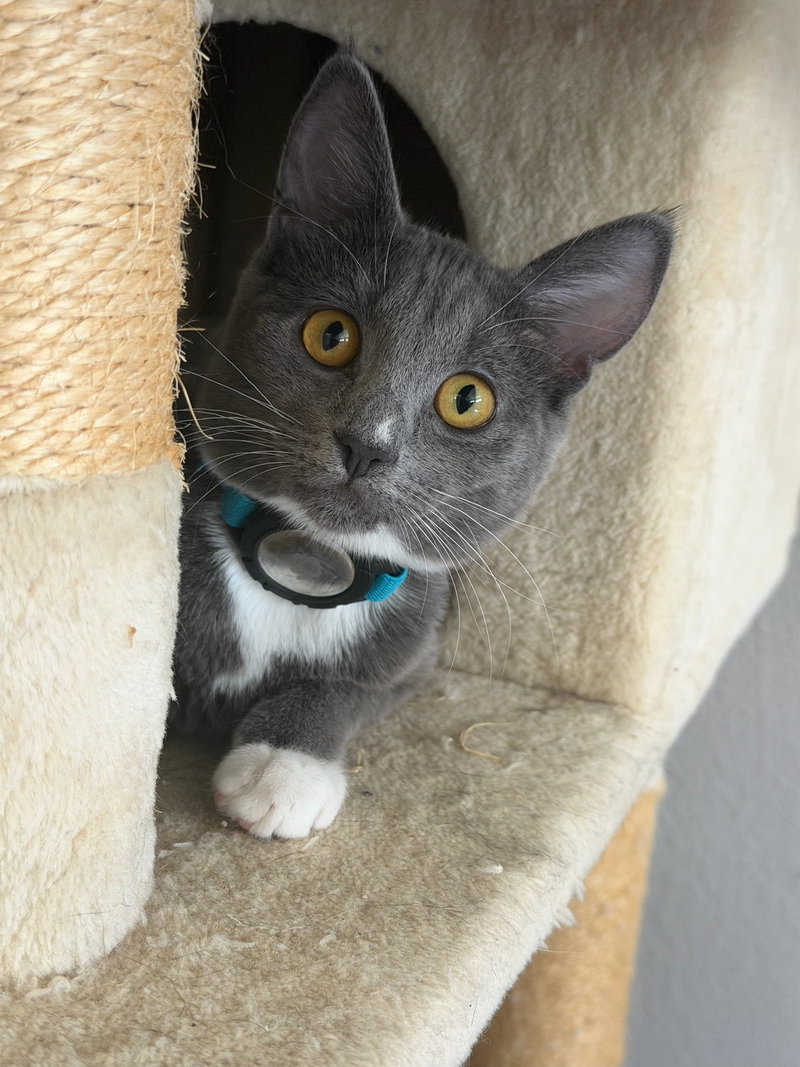 Tammy, a young female cat up for adoption