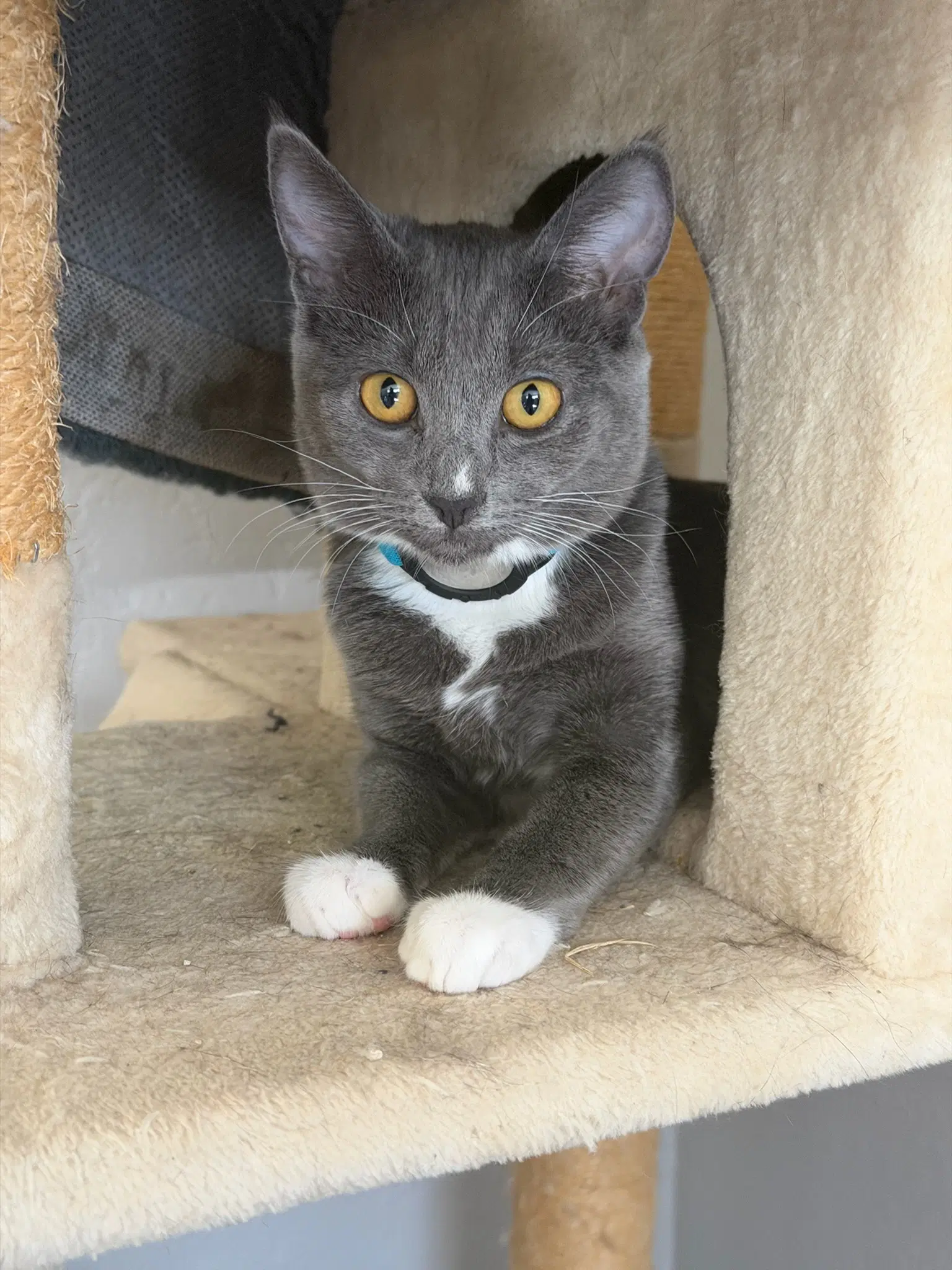 Tammy - Female Kitten image 2