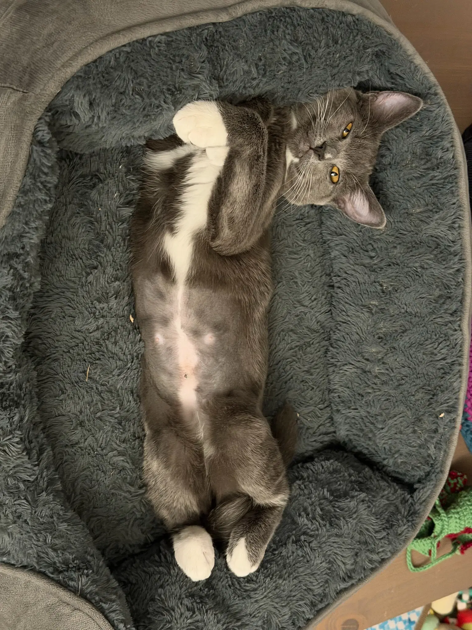 Tammy - Female Kitten image 3