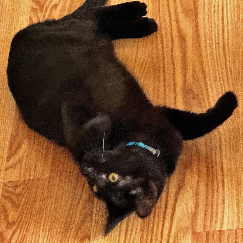 Toby, photo 5