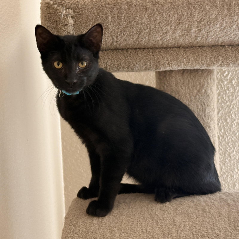 Toby, a kitten up for adoption