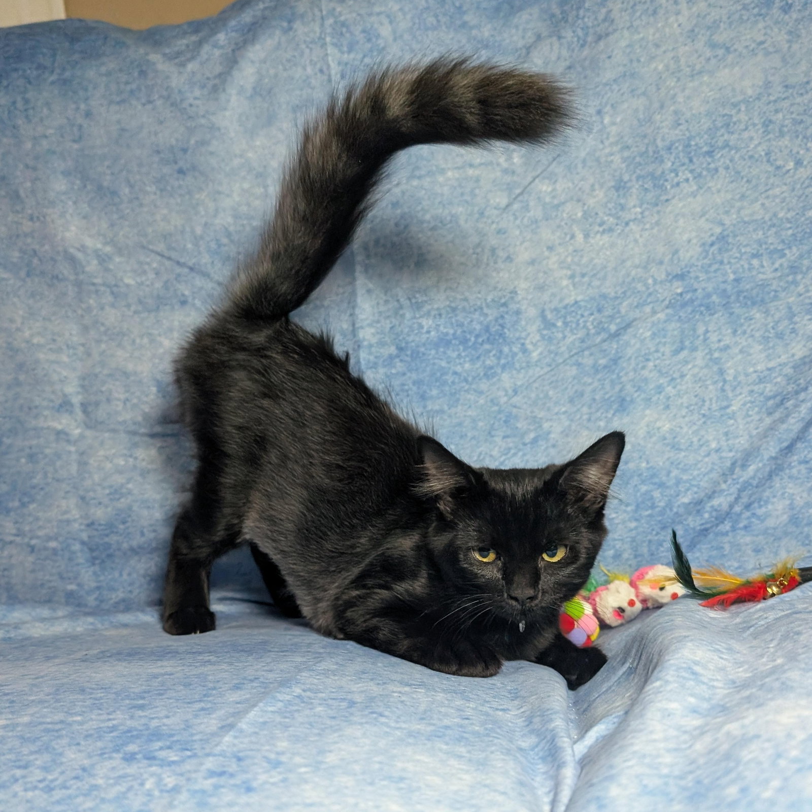 C J - female teen kitten, photo 2