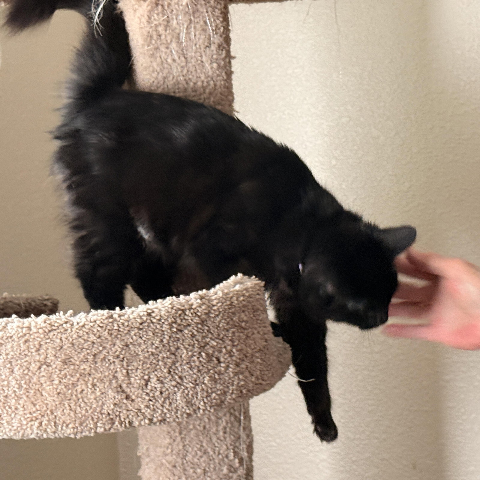 C J - female teen kitten, photo 3