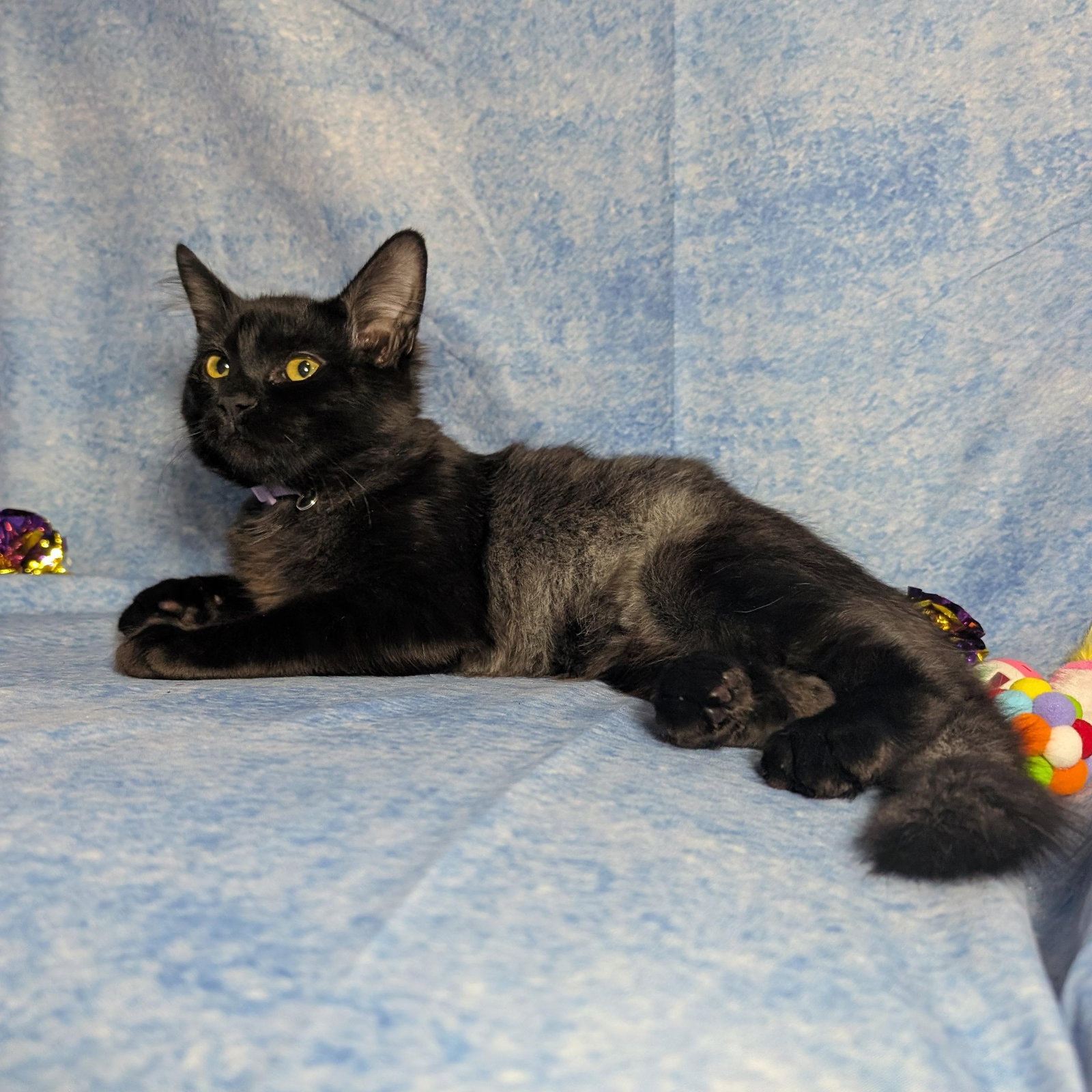 C J - female teen kitten, photo 4