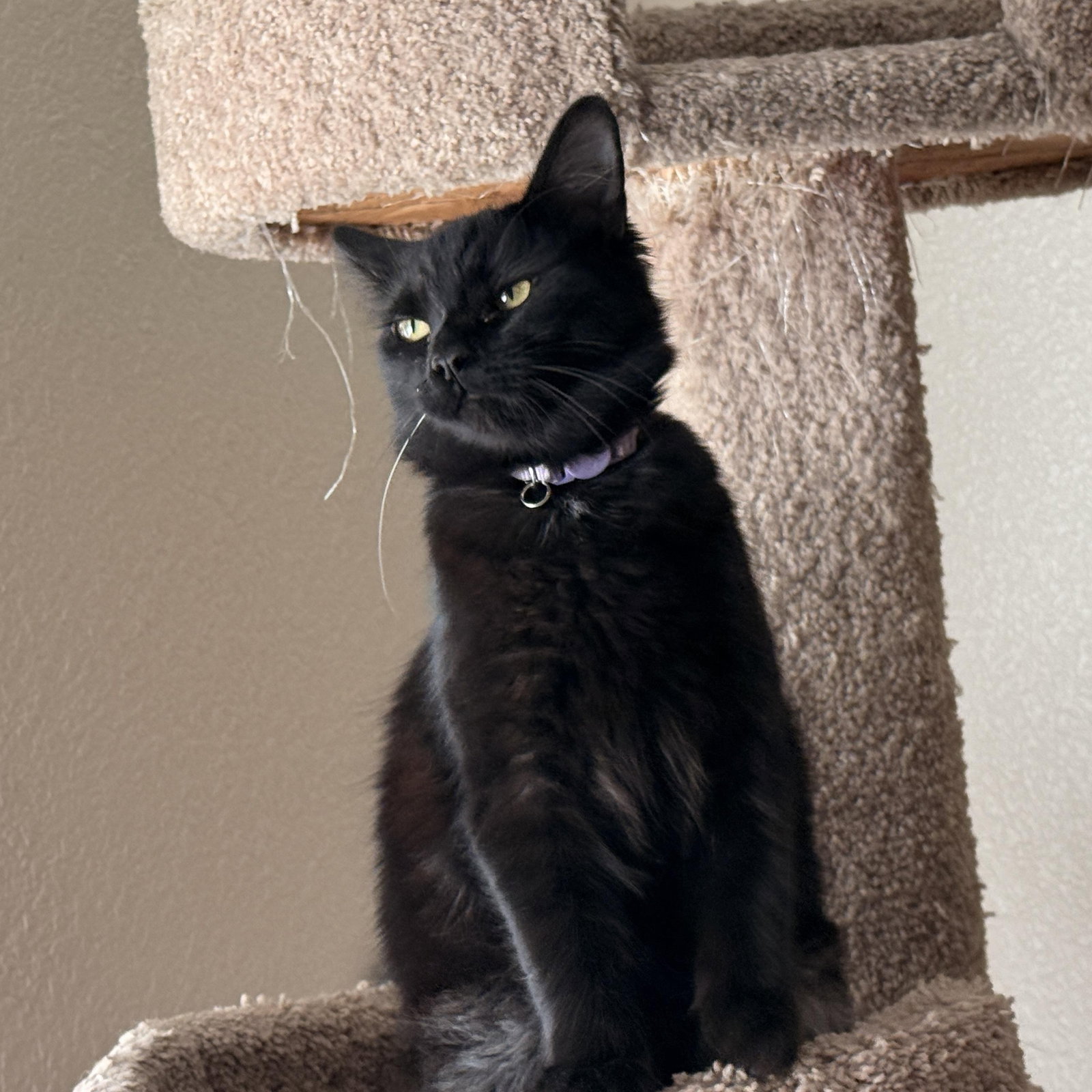 C J - female teen kitten, photo 5