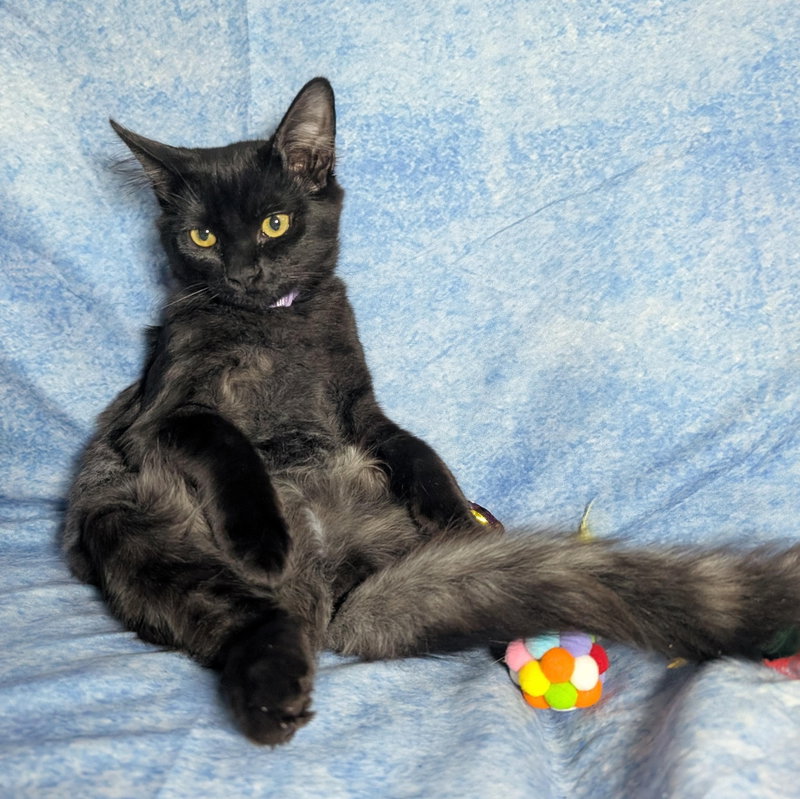 C J, a young cat up for adoption