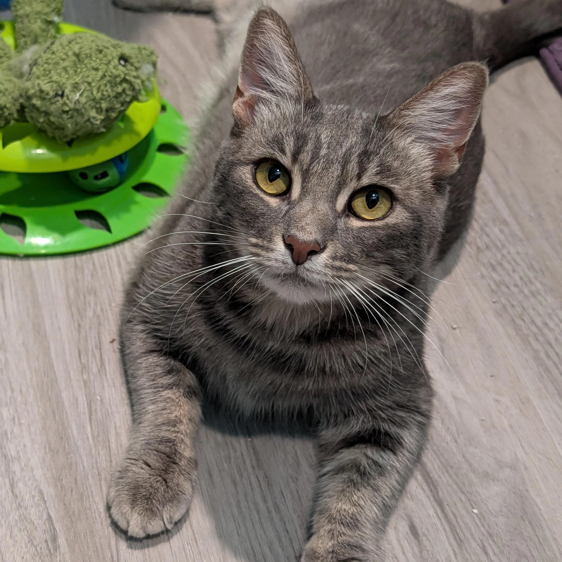 Morrigan - Young Adult