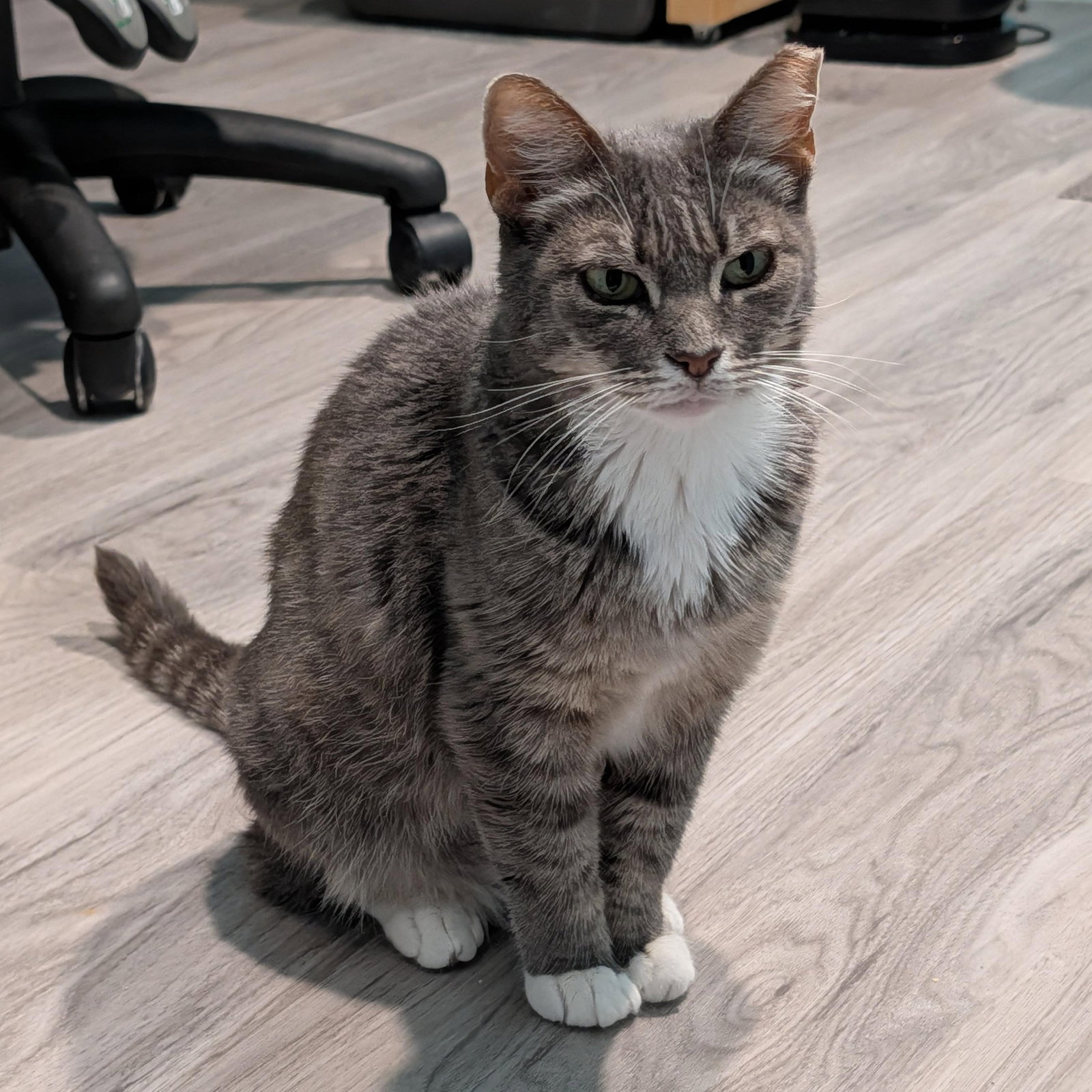 Flemeth - senior female, photo 5