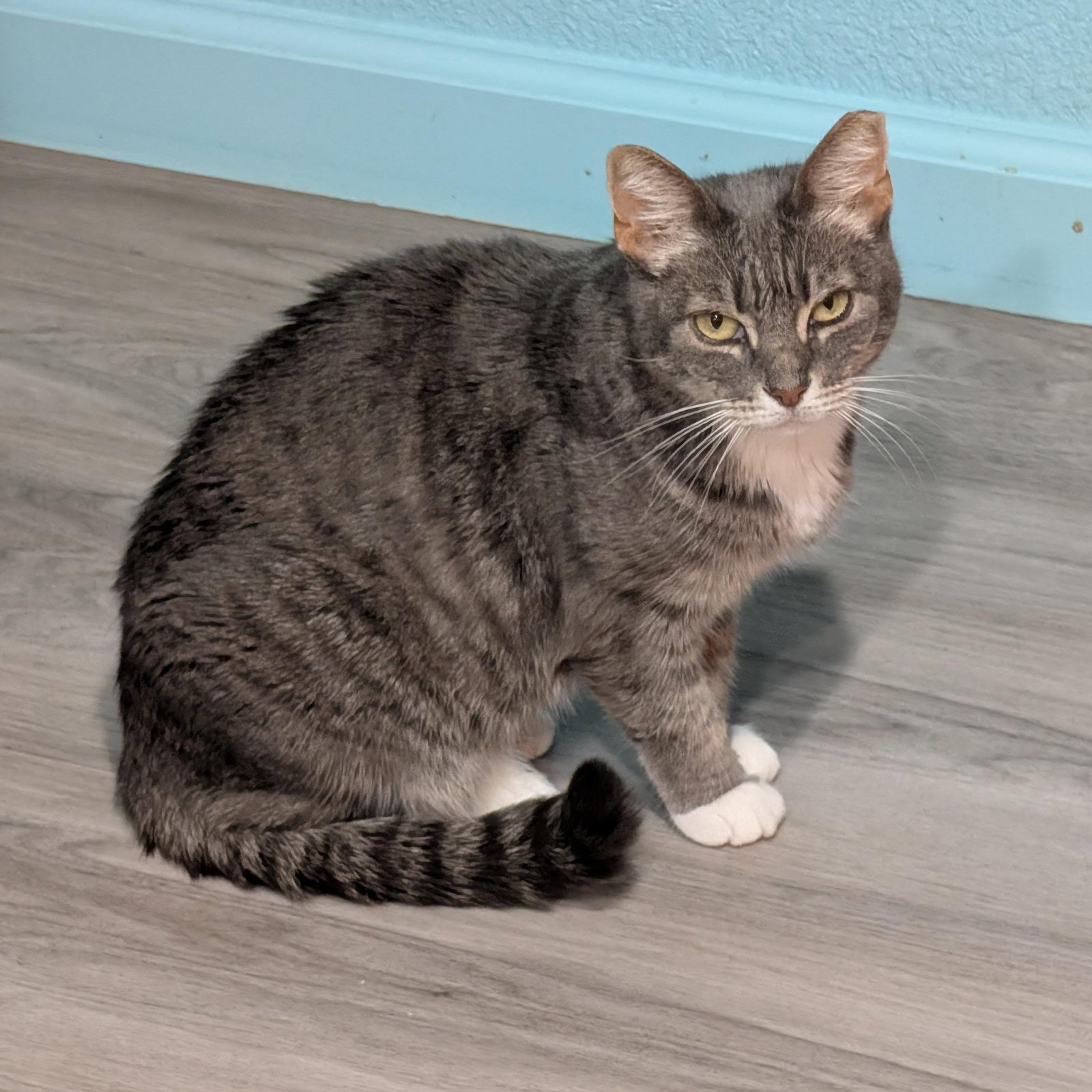 Flemeth - senior female, photo 6