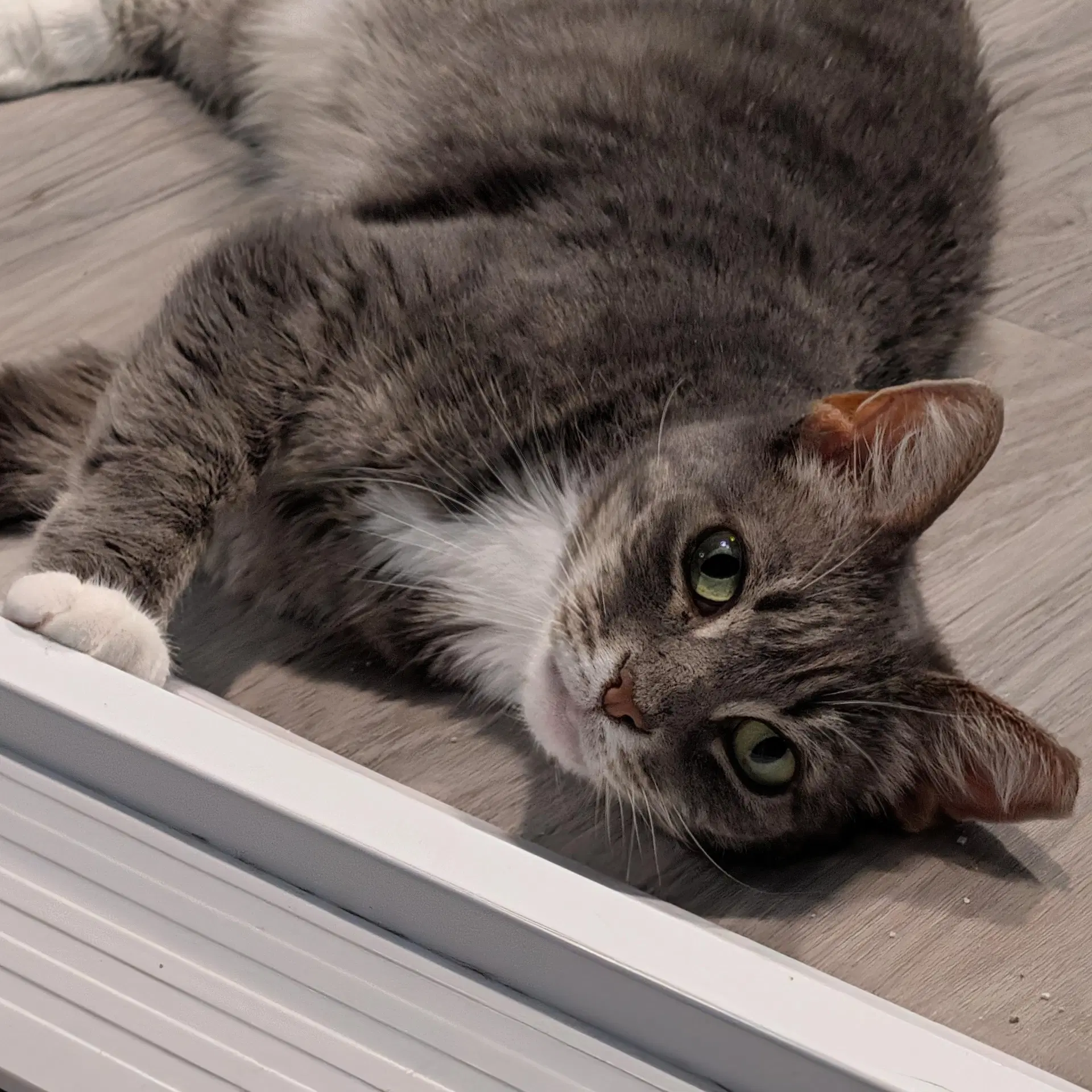 Flemeth - Senior Female - Tabby