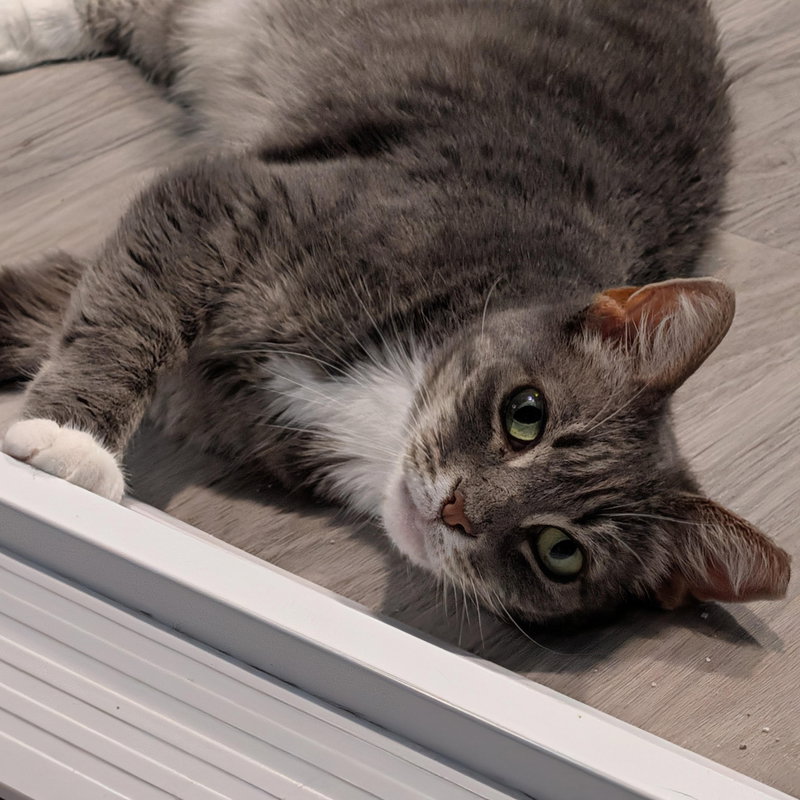 Flemeth, a senior female Tabby cat up for adoption