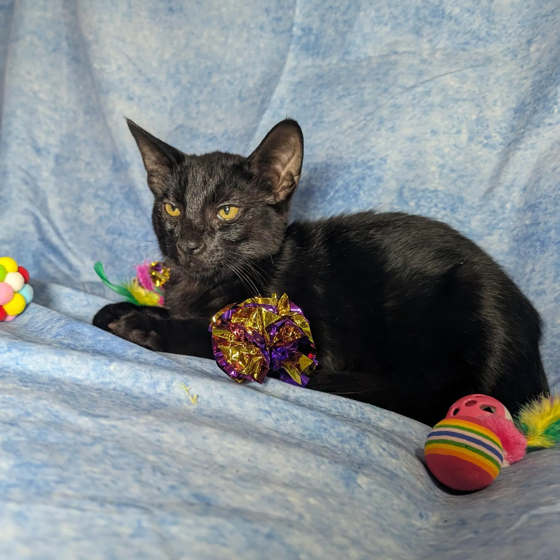 Toby - Male Teen Kitten image 2