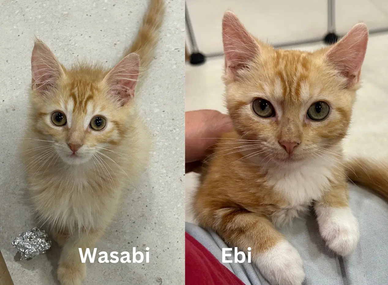 Ebi  Wasabi - Bonded Sibling Kittens - Tabby