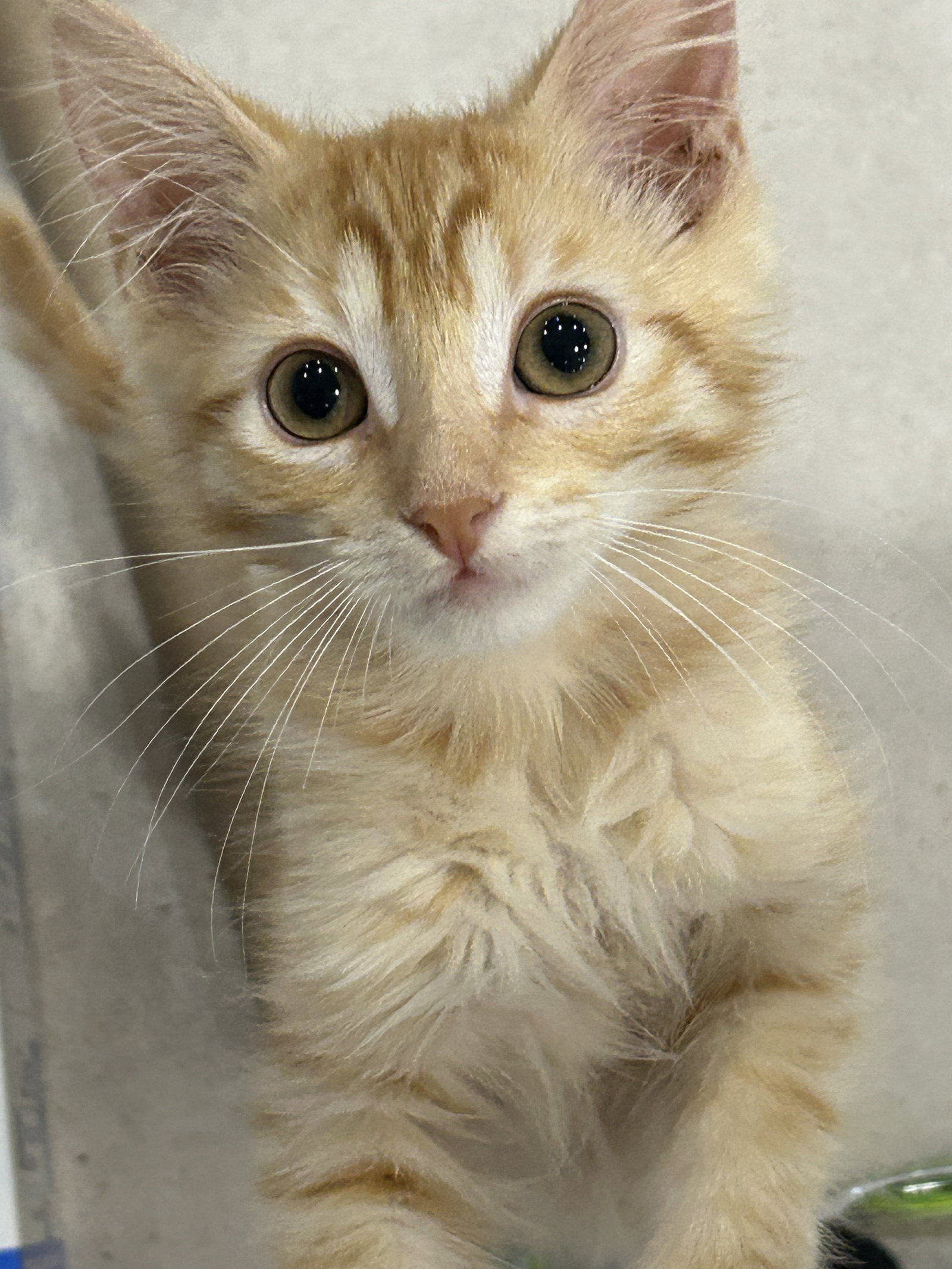Ebi & Wasabi - bonded sibling kittens, photo 3