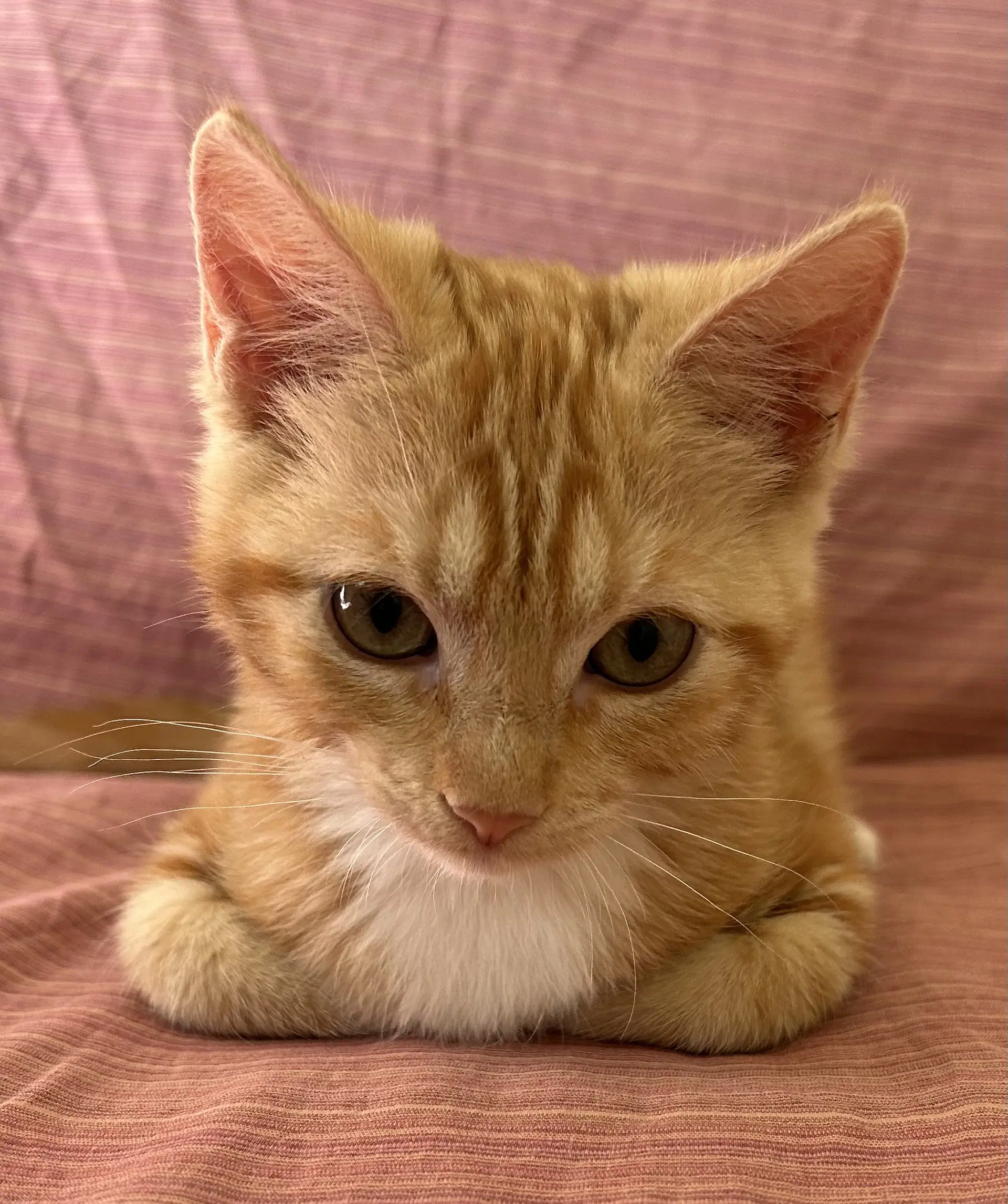 Ebi  Wasabi - Bonded Sibling Kittens image 4