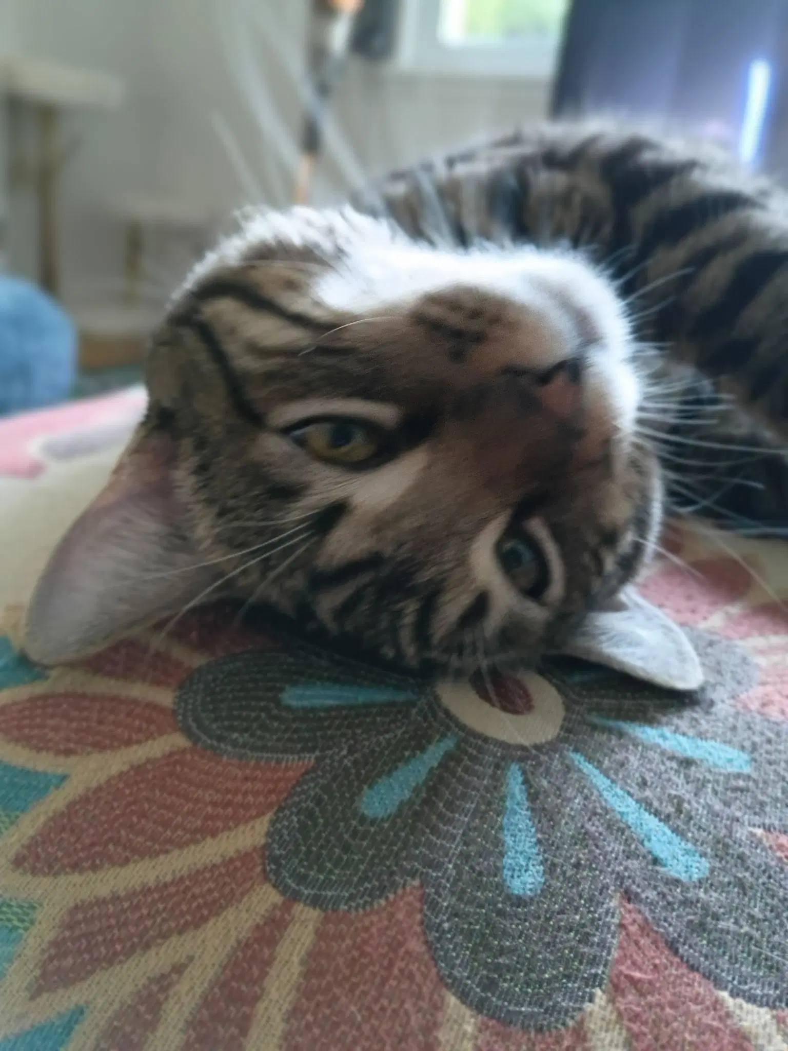 Odie - Young Adult image 2