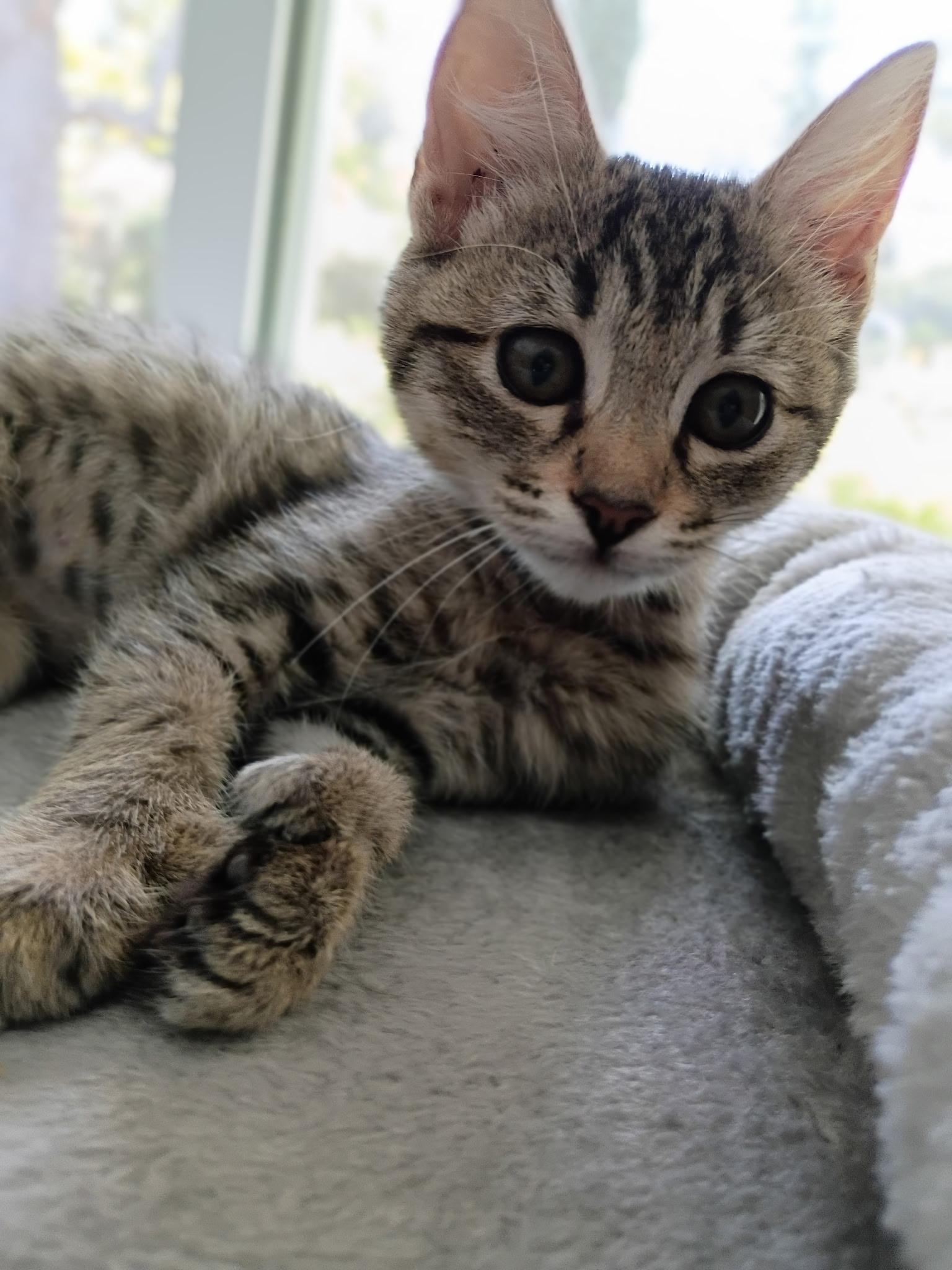Celeste - female kitten