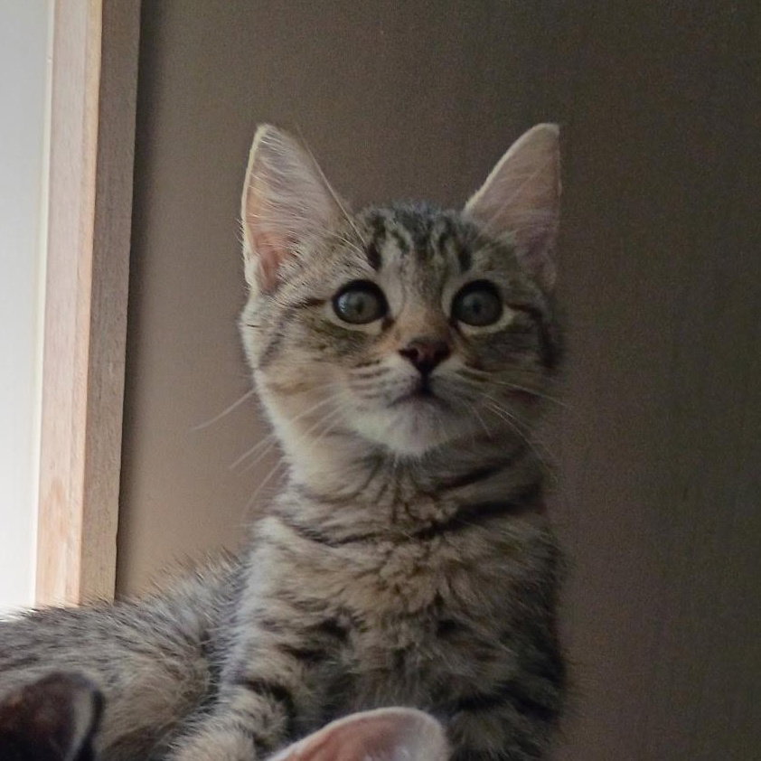 Celeste - female kitten, photo 2
