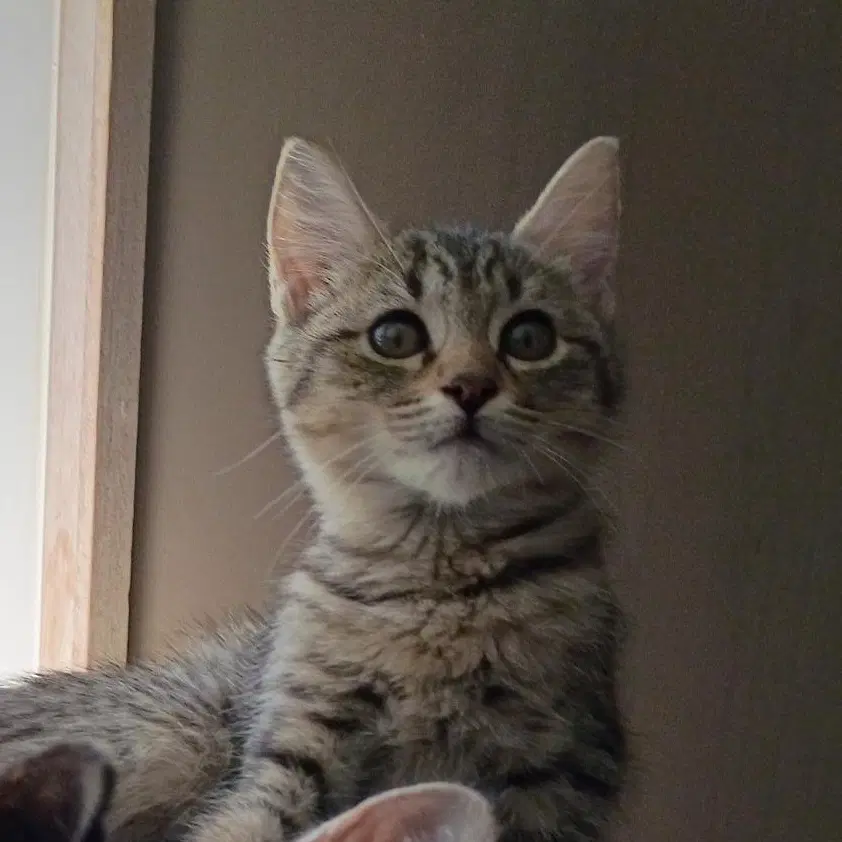 Celeste - Female Kitten image 2