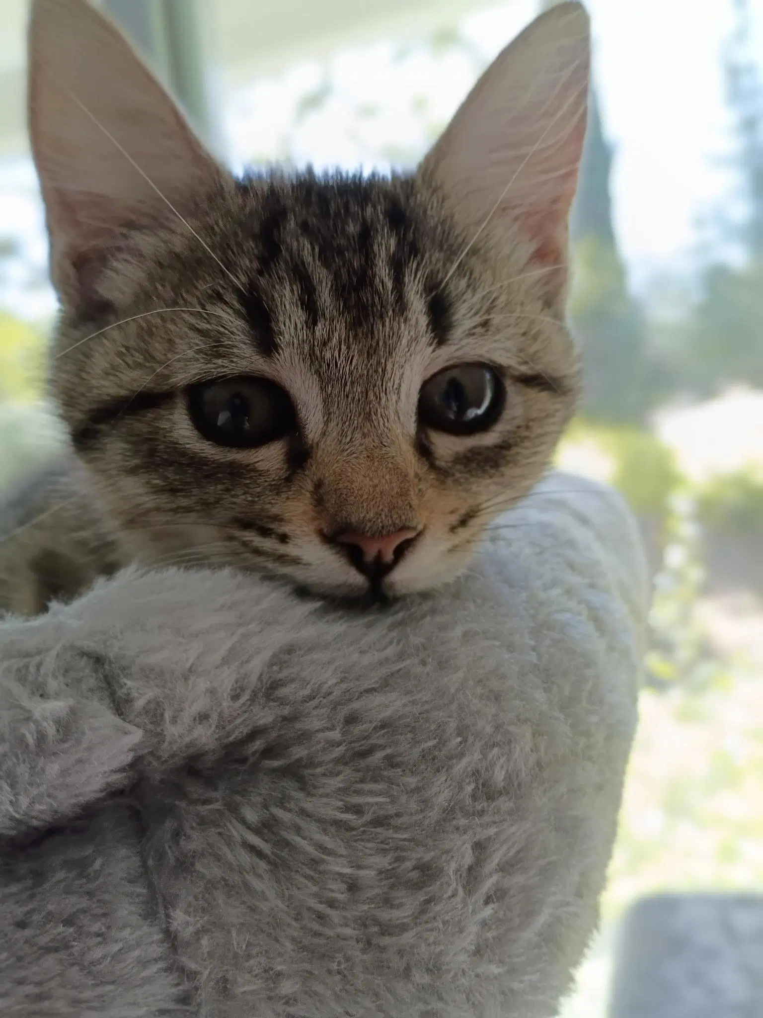 Celeste - Female Kitten image 3
