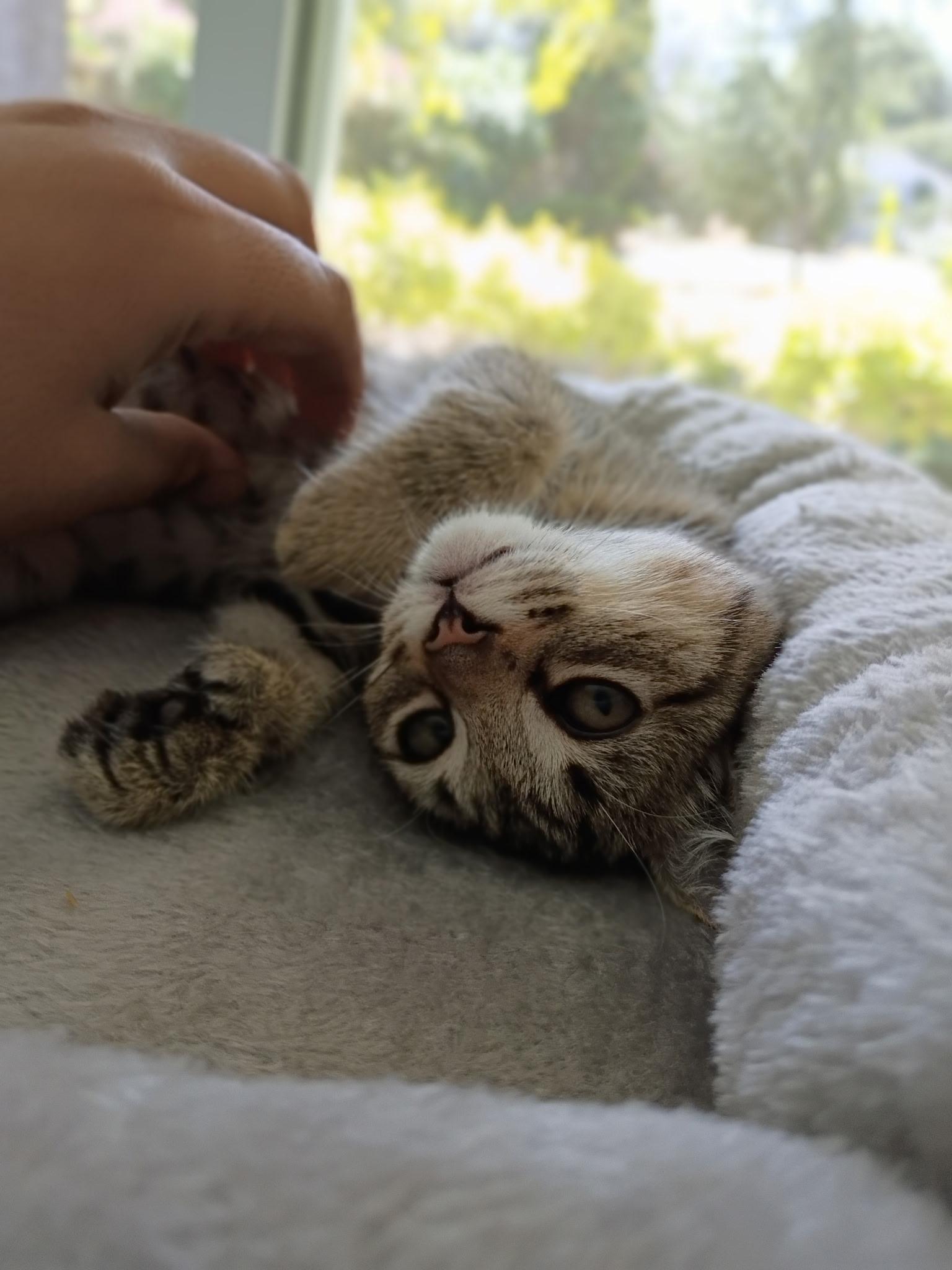 Celeste - female kitten, photo 4