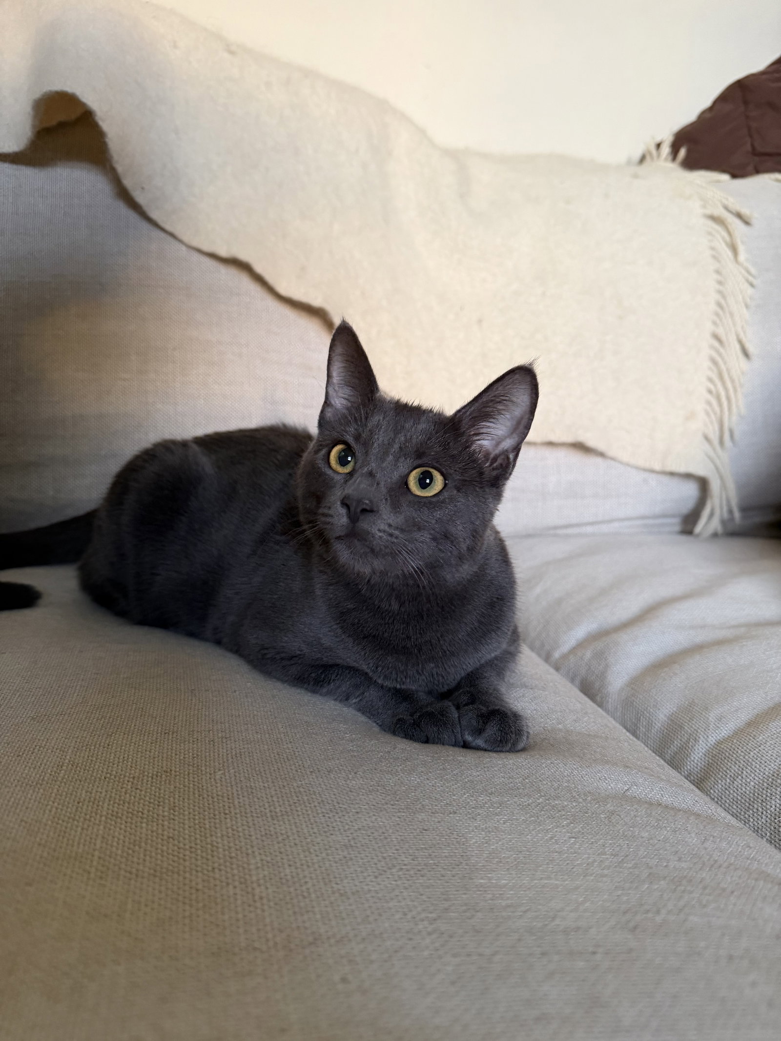 Layla - female teen kitten
