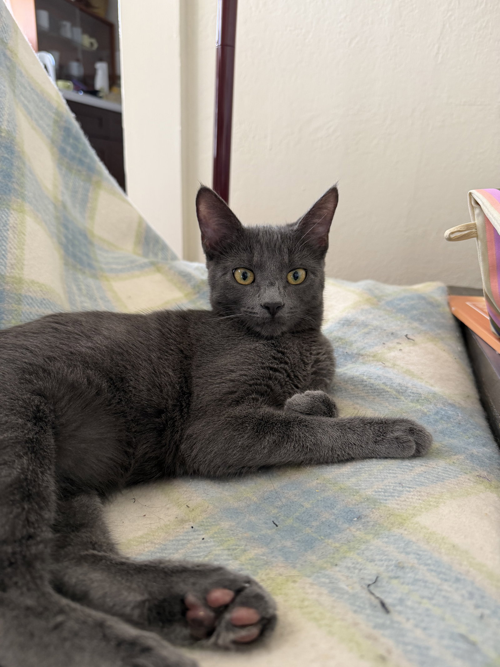 Layla - female teen kitten, photo 2