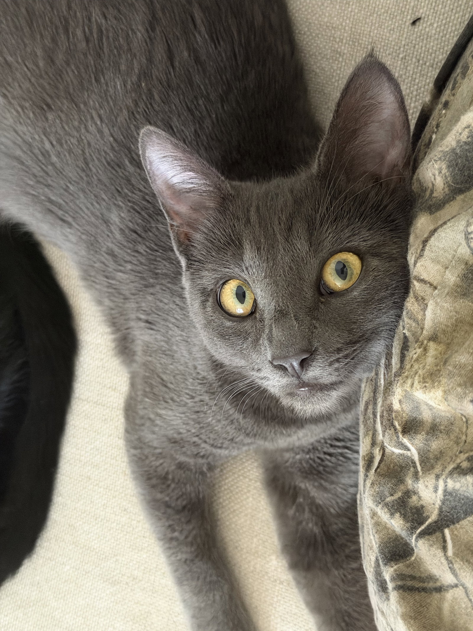 Layla - female teen kitten, photo 3