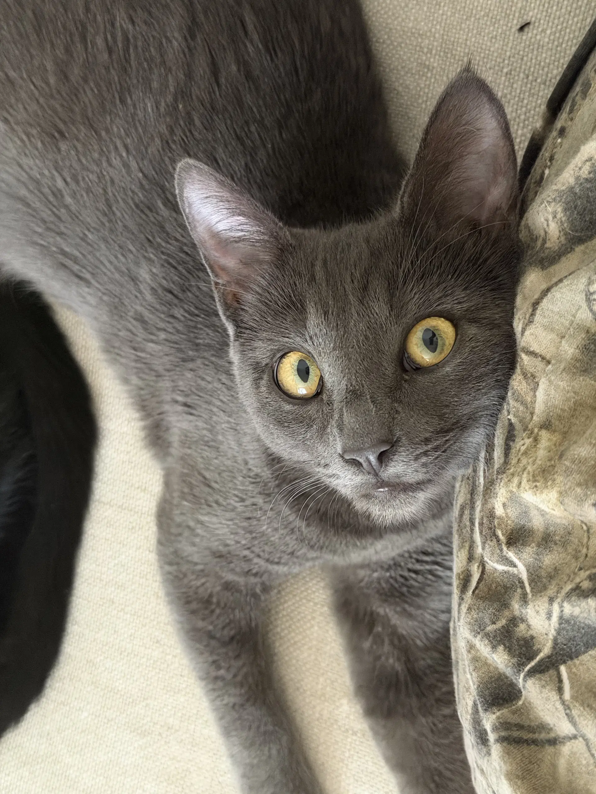 Layla - Female Teen Kitten image 3